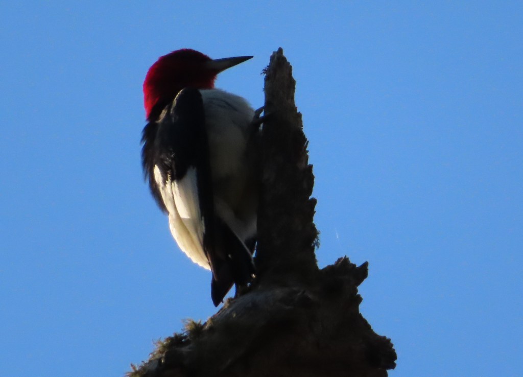 Red-Headed Woodpecker