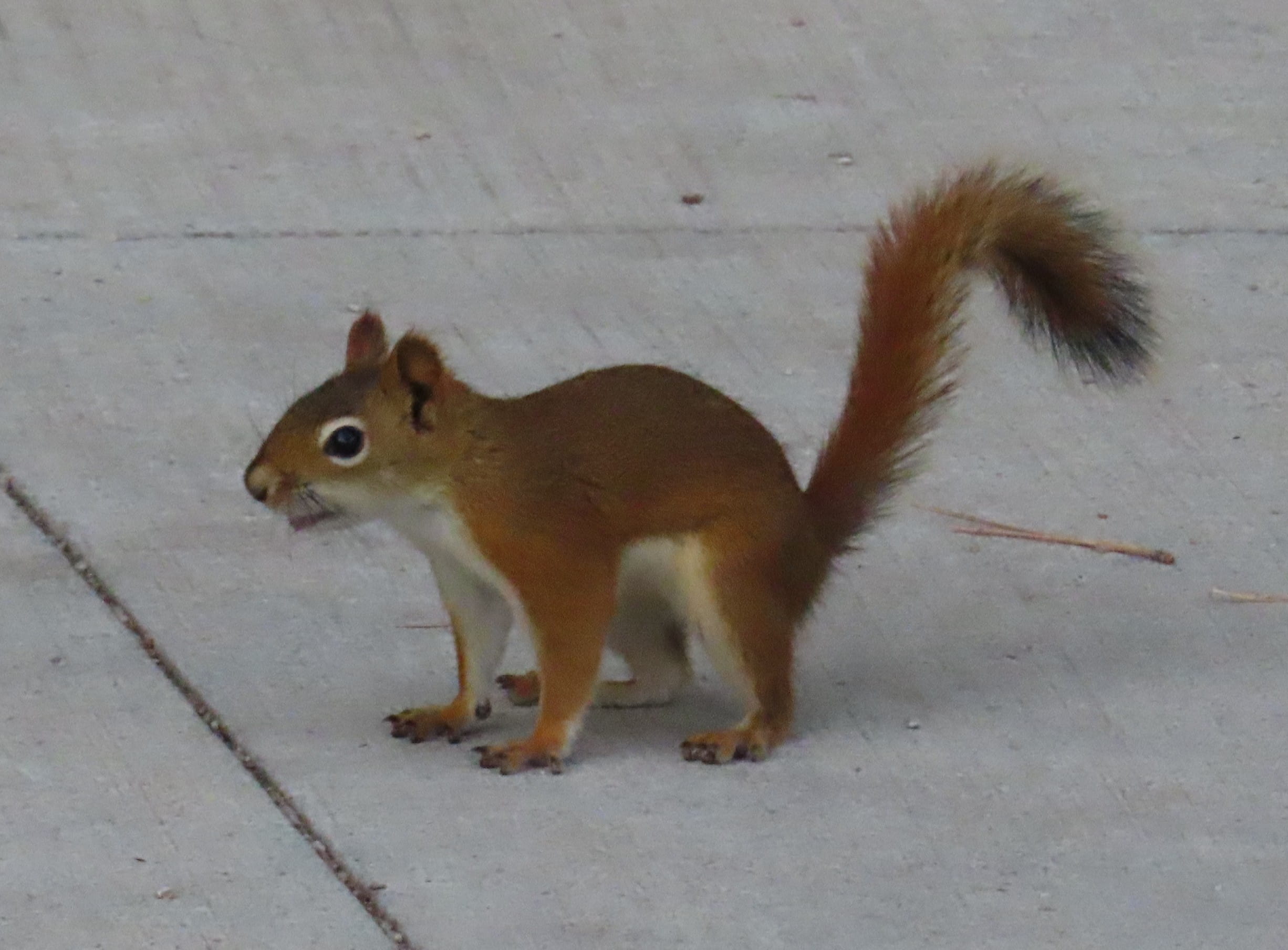 Red Squirrel