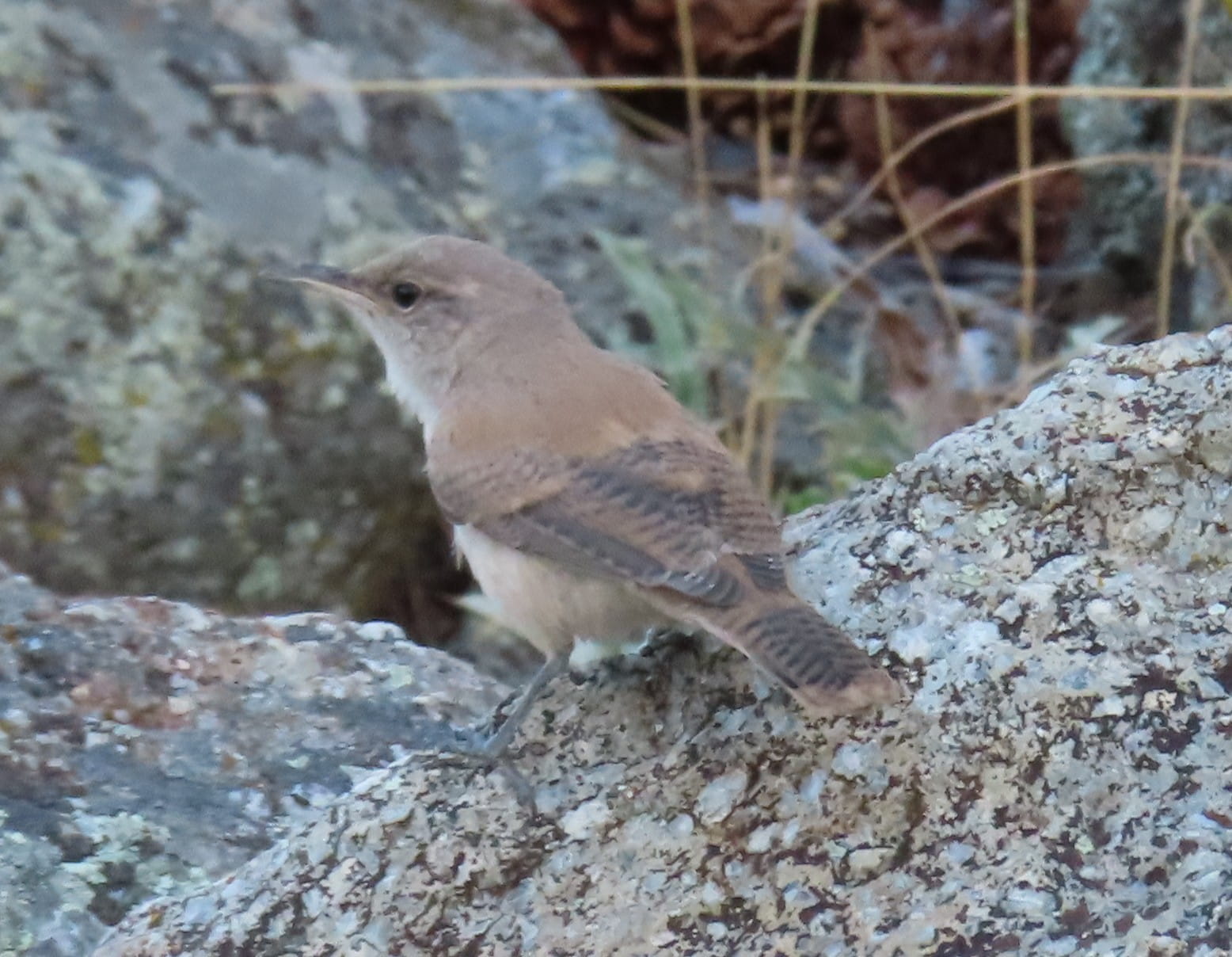 Rock Wren