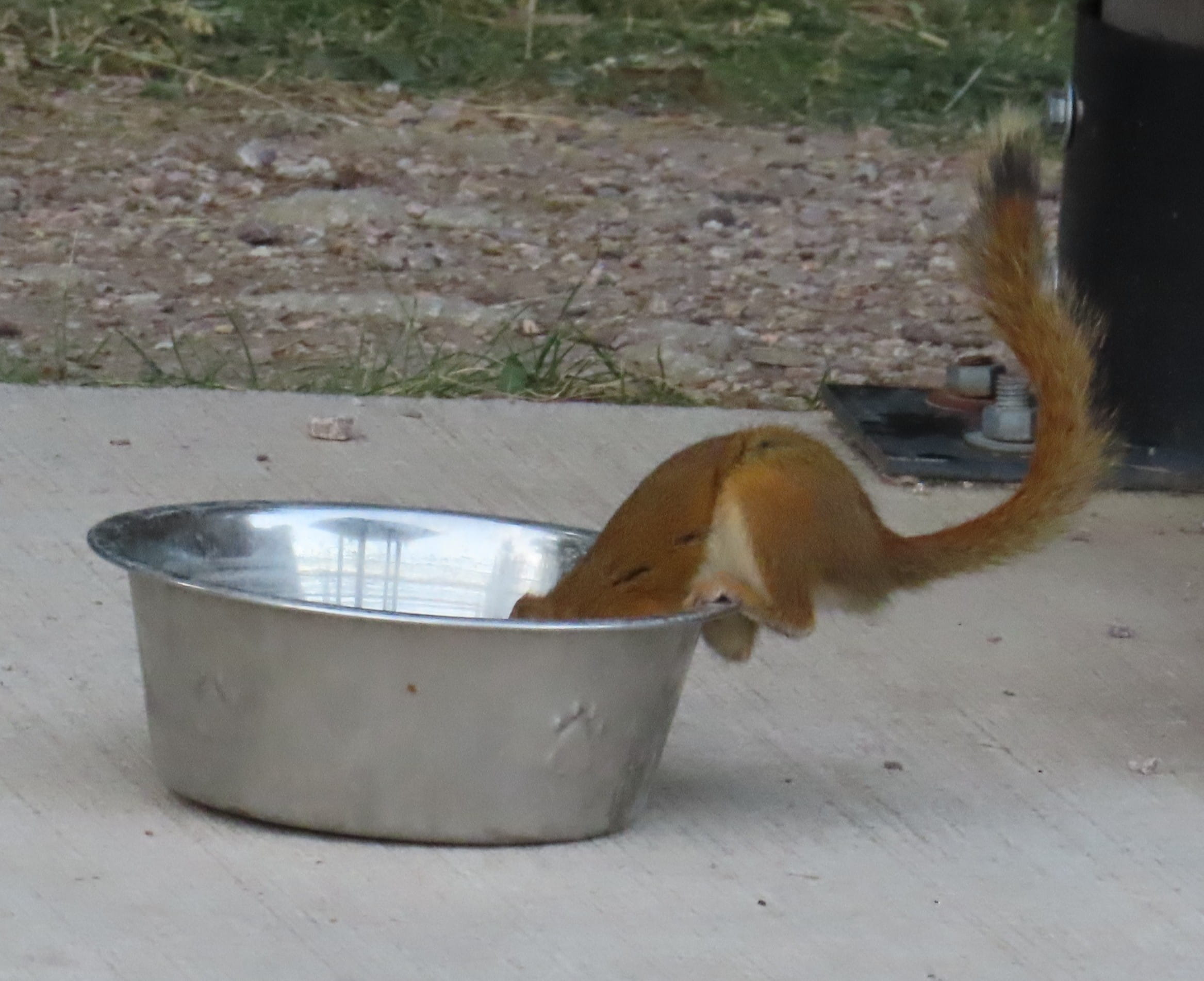 Squirrel Drinking Water