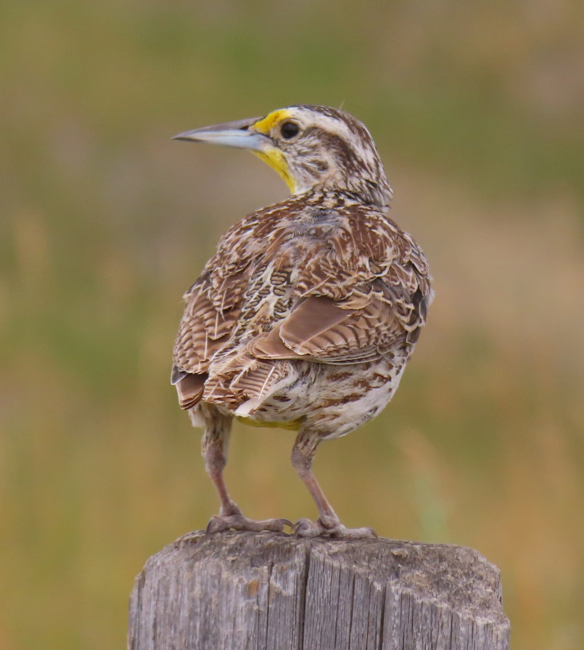 Western Meadowlark