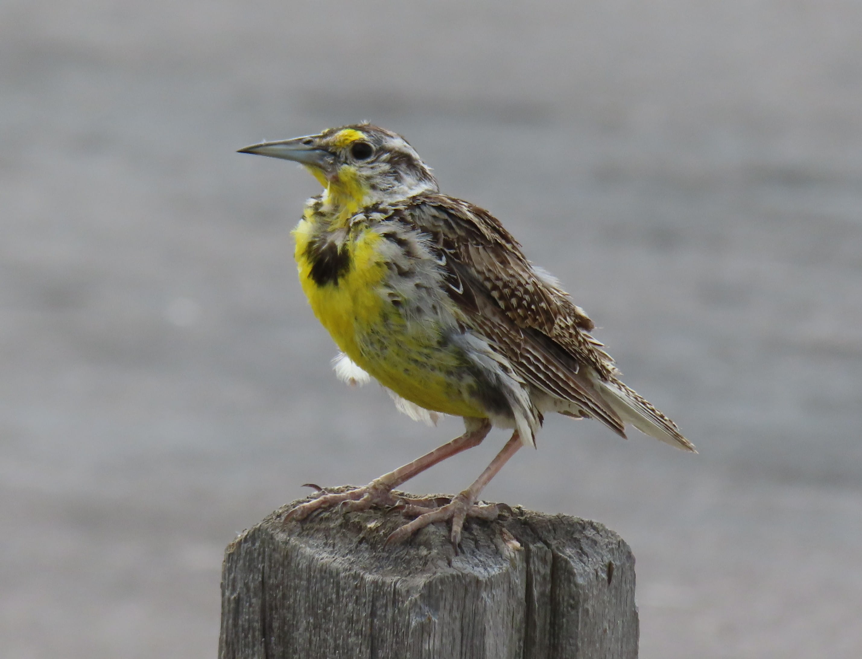 Western Meadowlark
