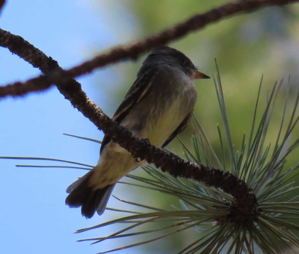 Western Wood-Pewee