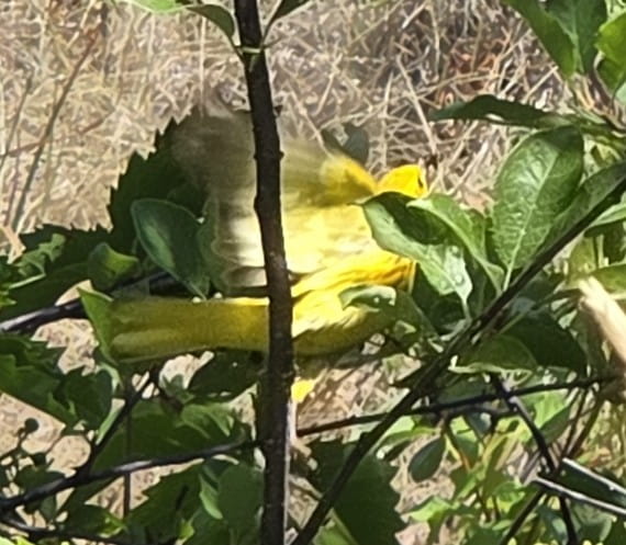 Western Yellow Warbler