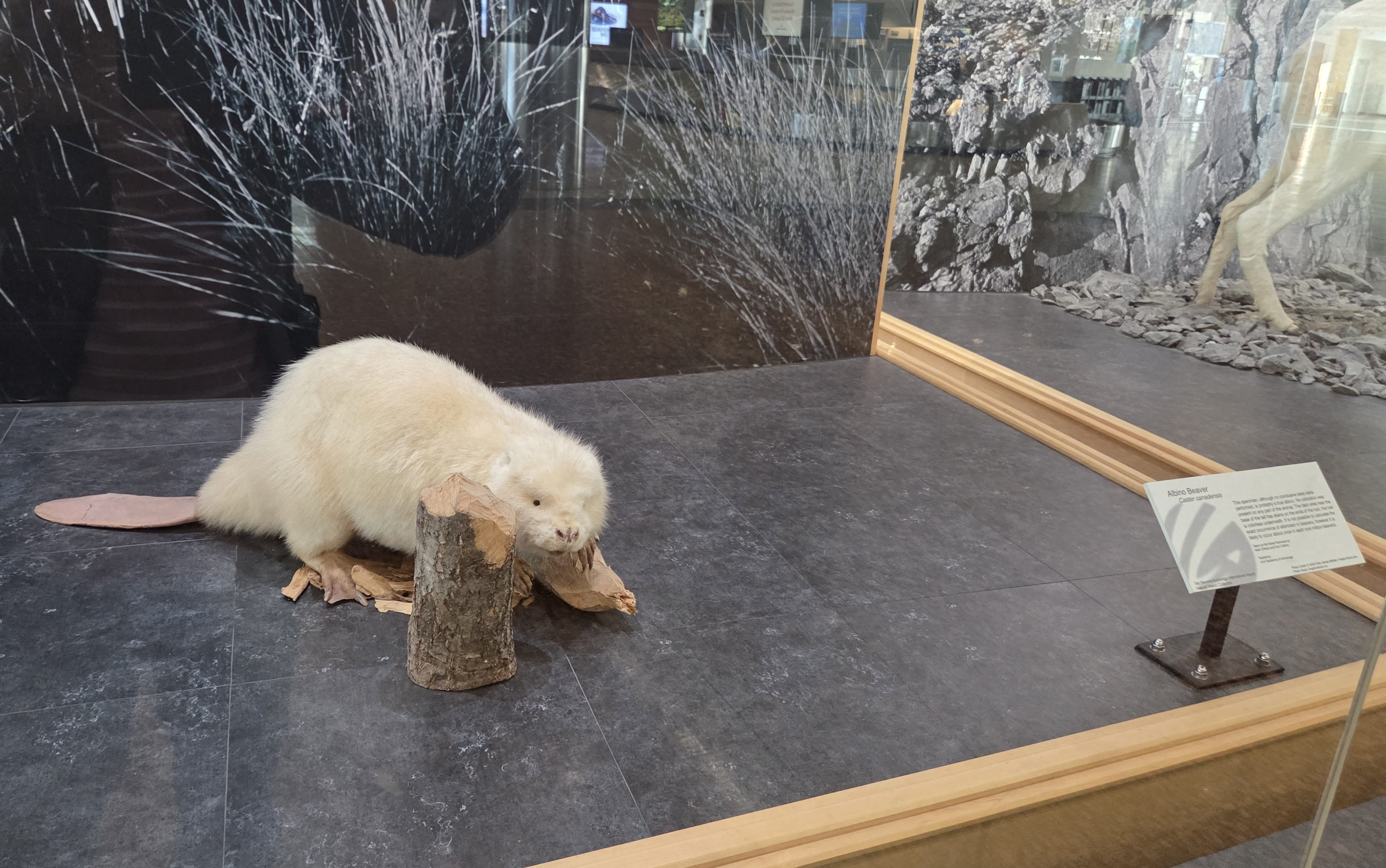 Albino Beaver Display