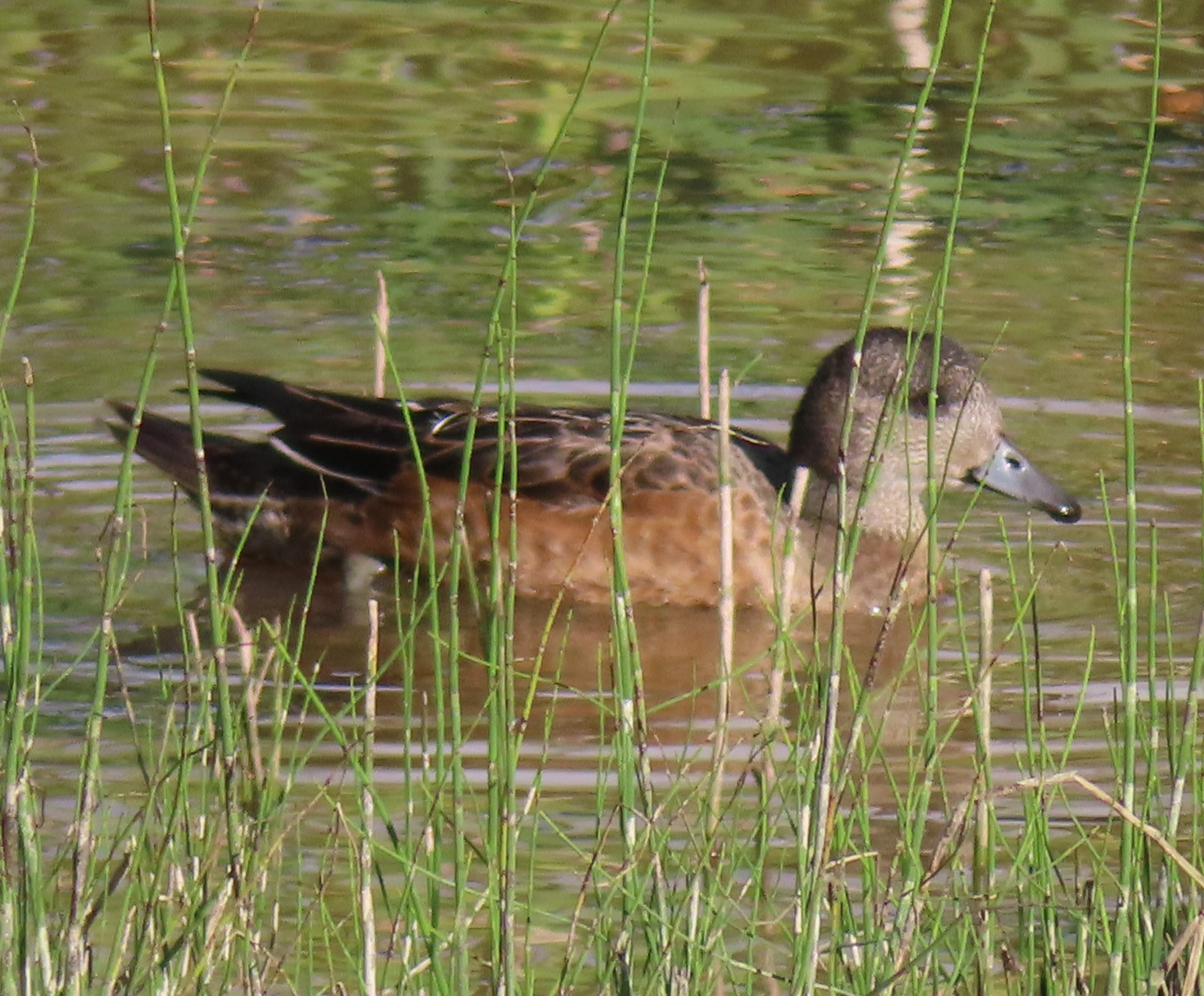 American Wigeon