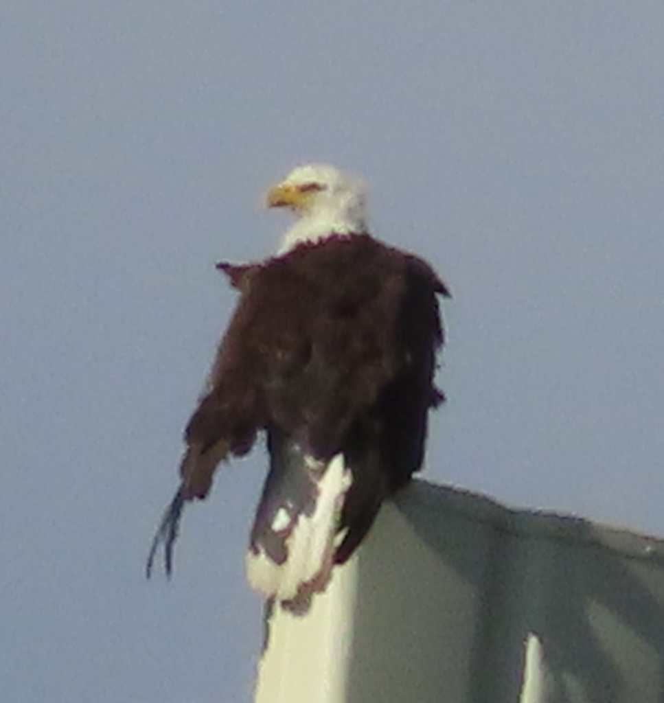 Bald Eagle
