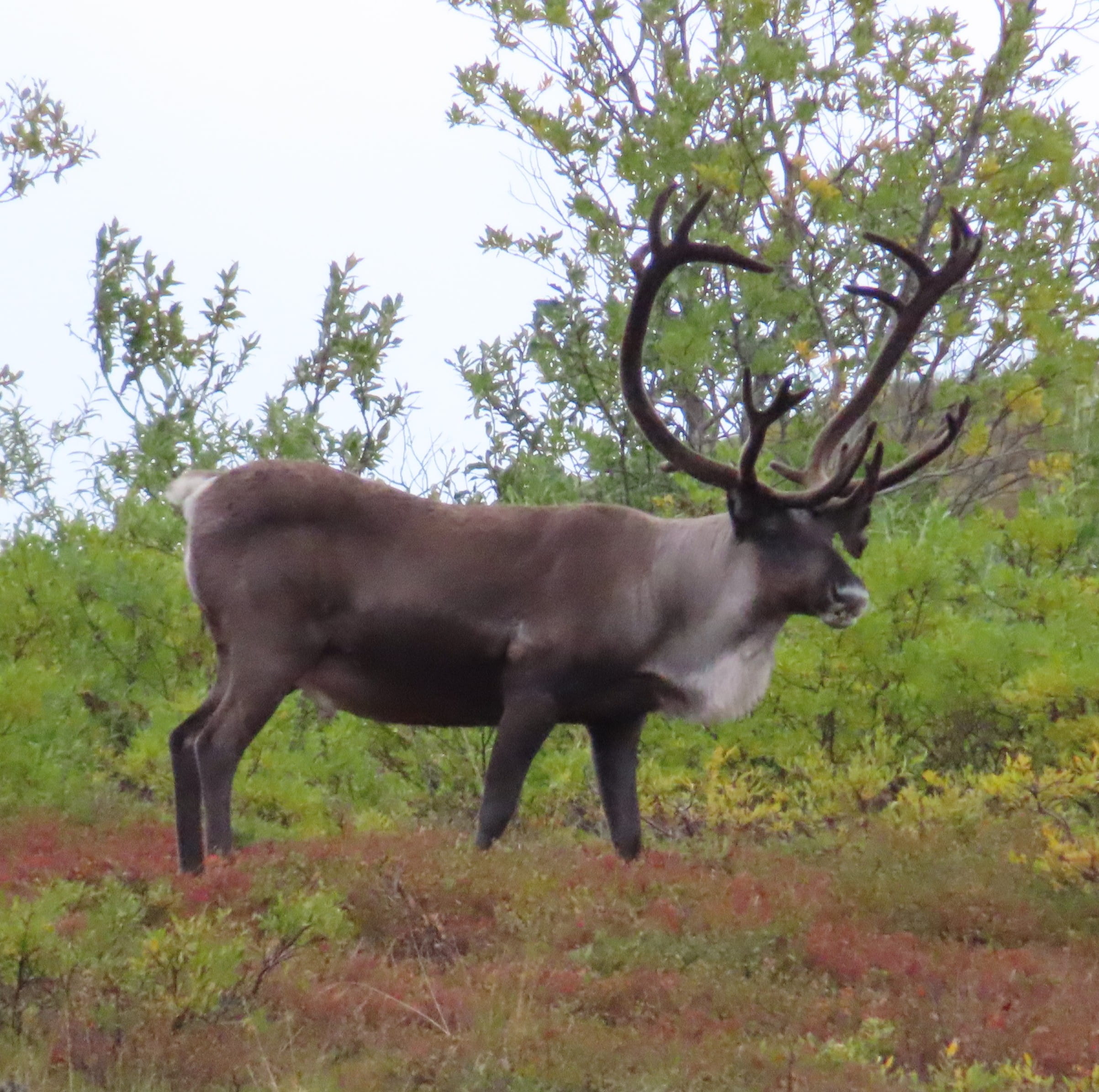 Caribou