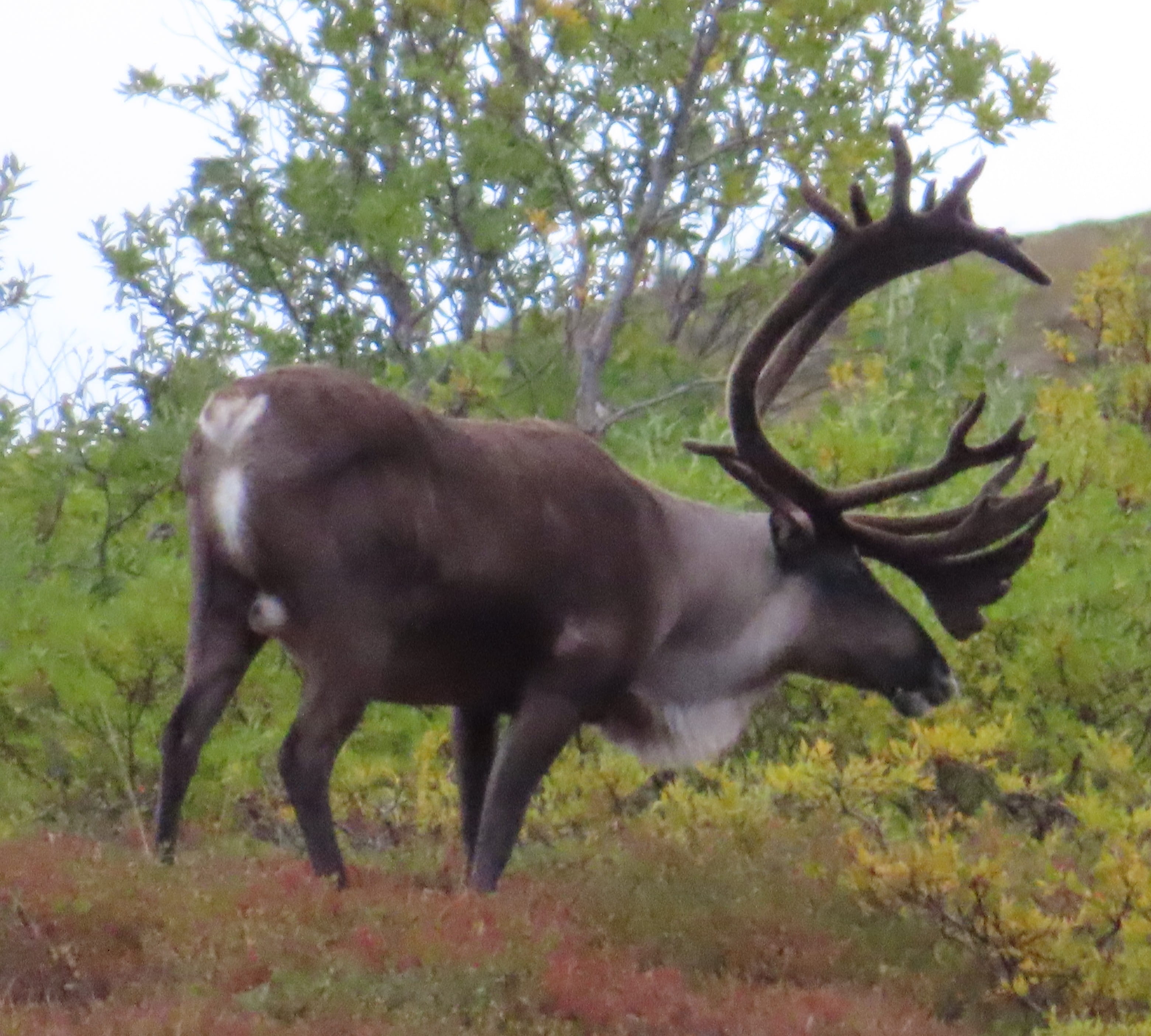 Caribou