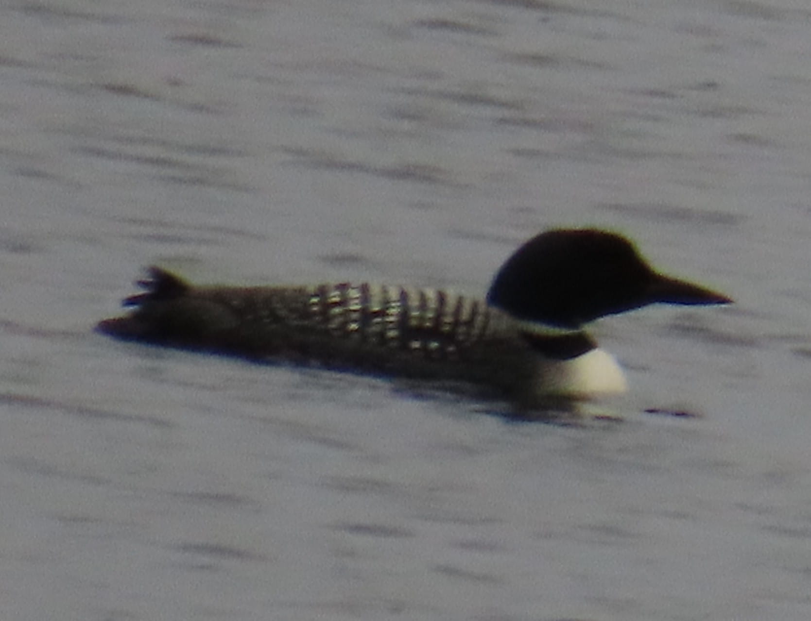 Common Loon