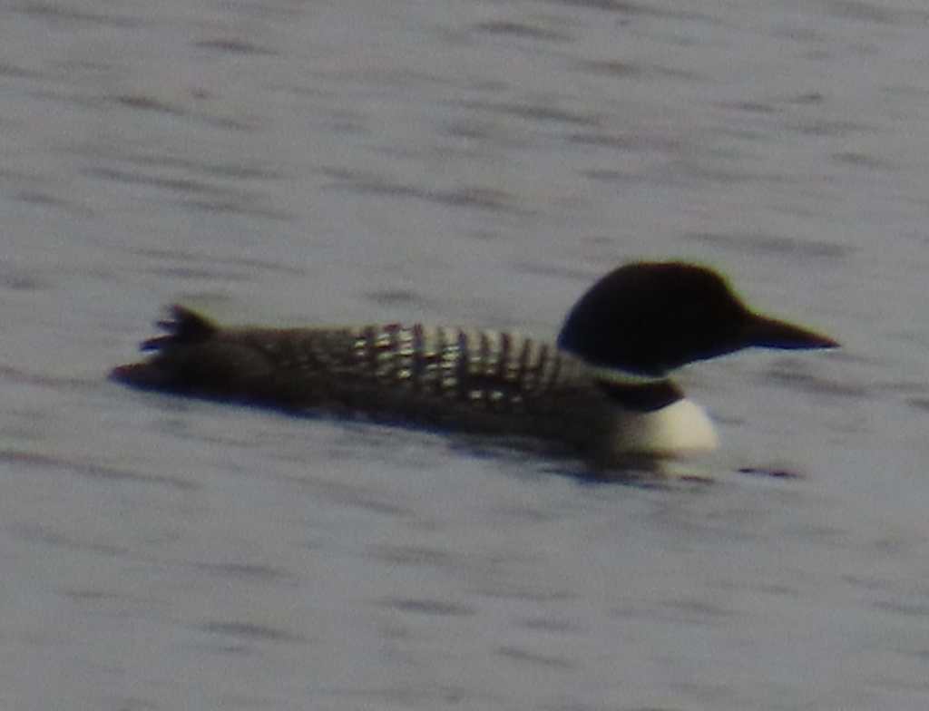 Common Loon