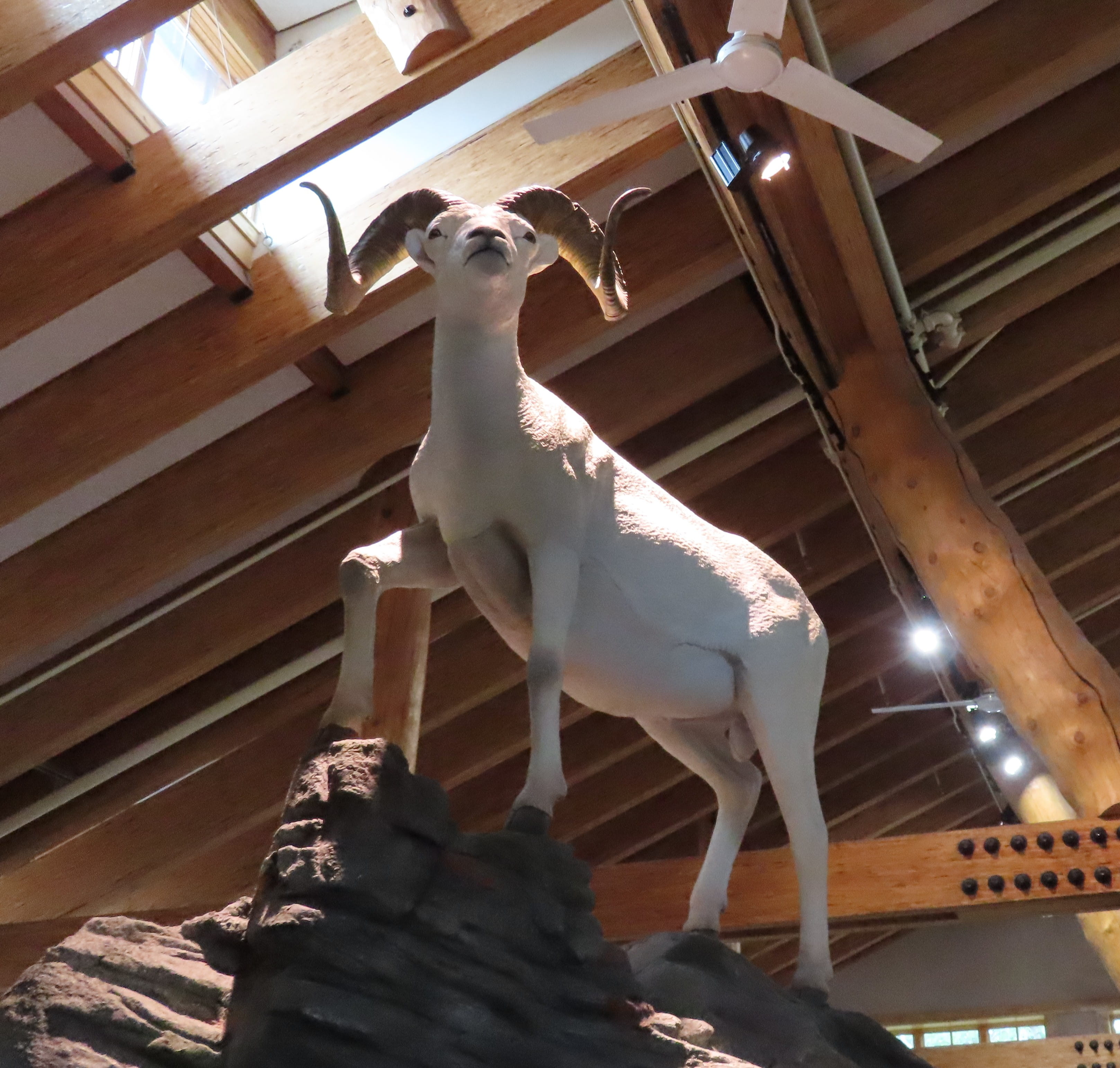 Dall Sheep Display inside Visitor Center