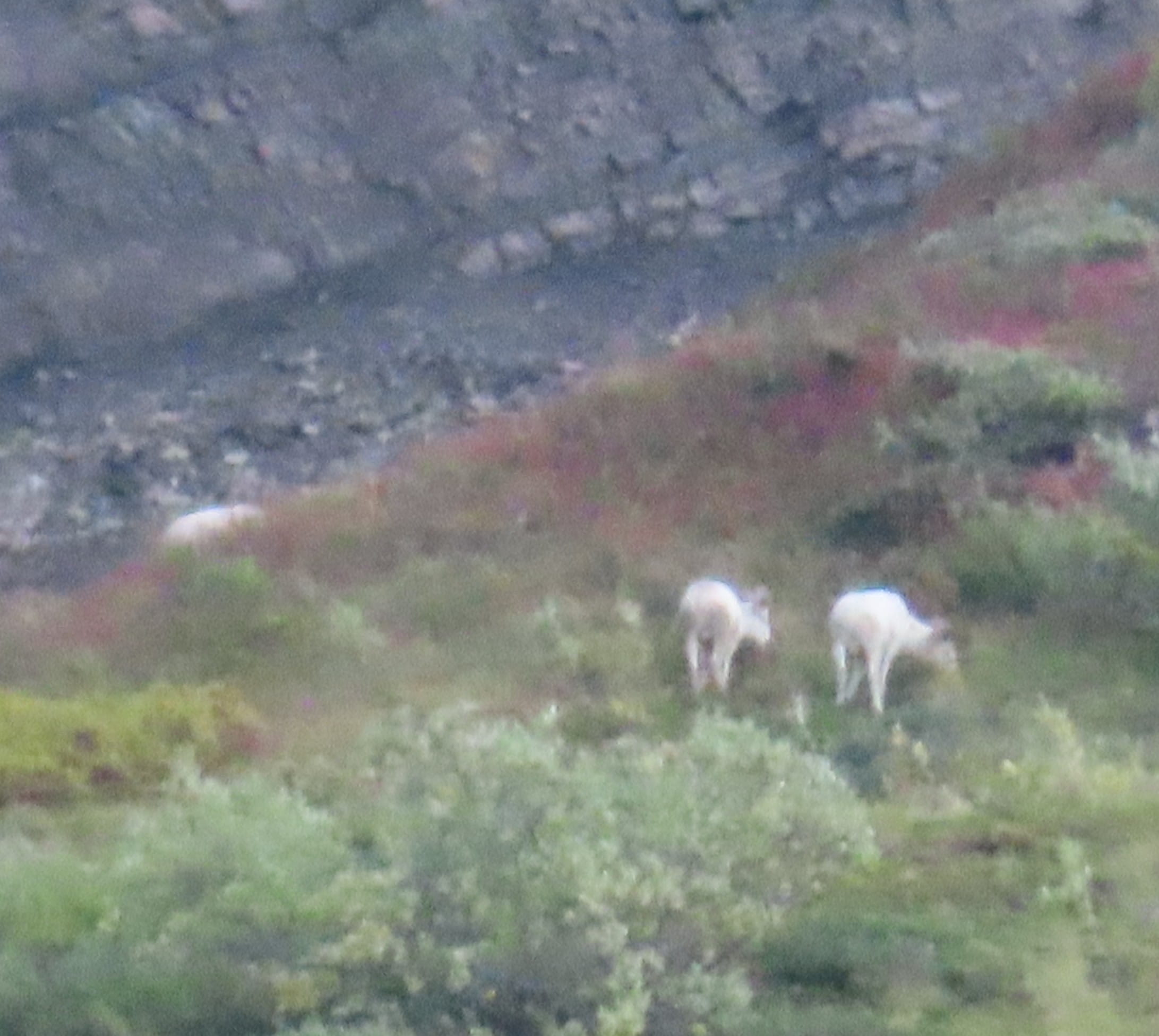 Dall Sheep