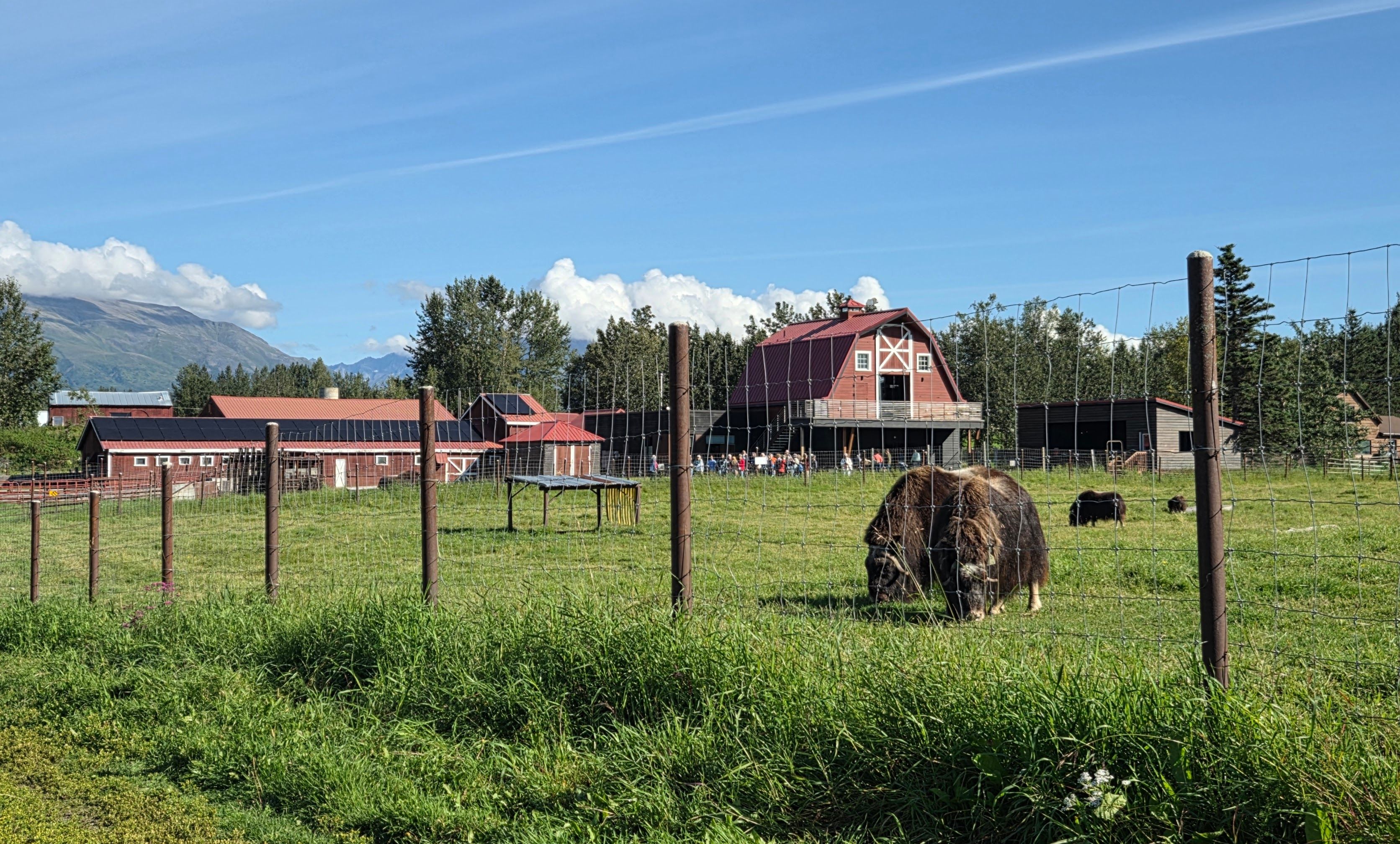Musk Ox Farm