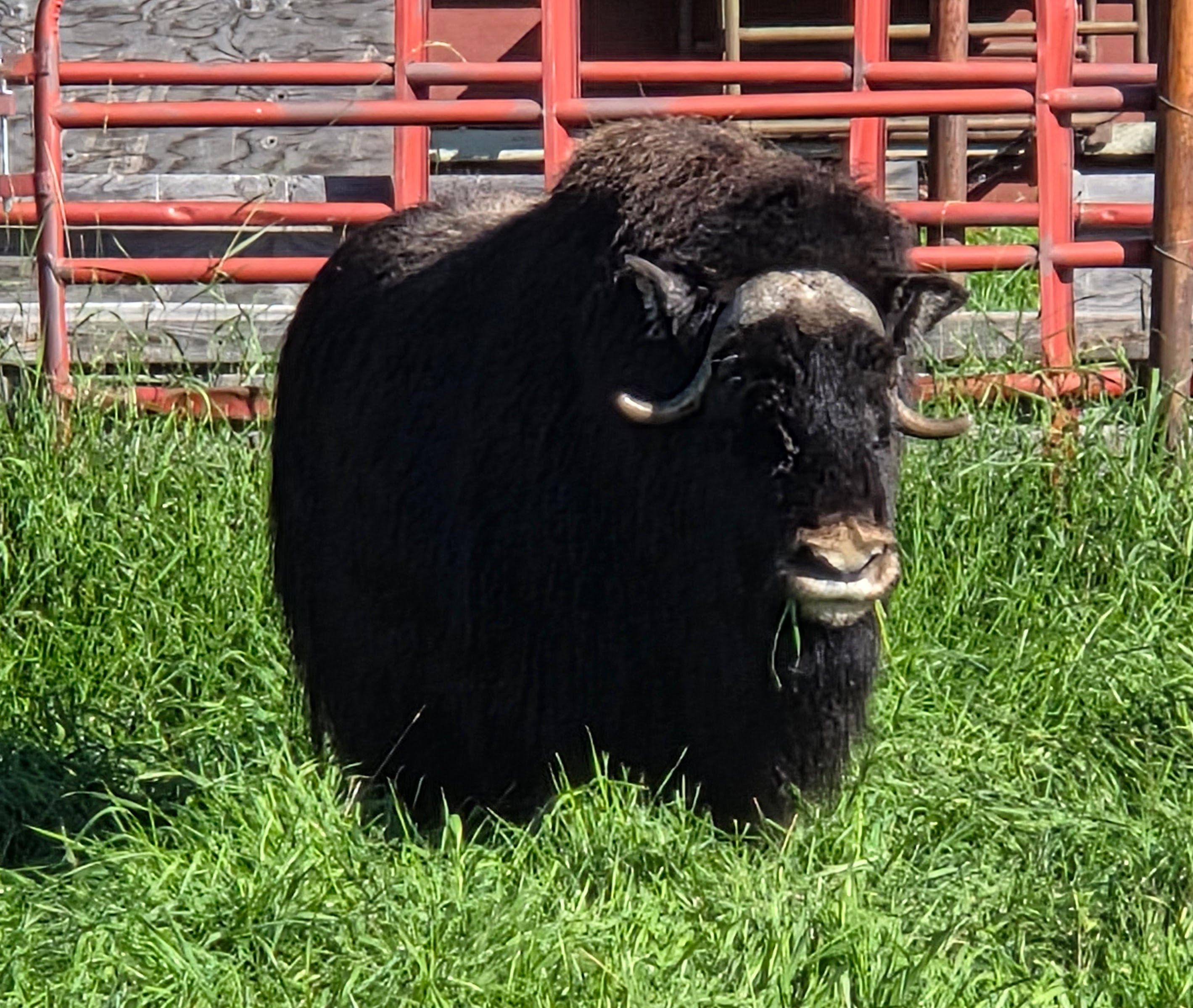 Musk Ox