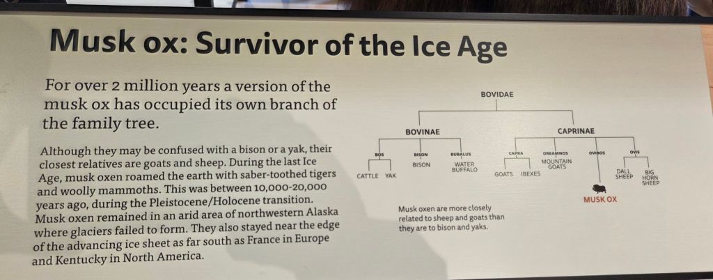 Musk oxen info