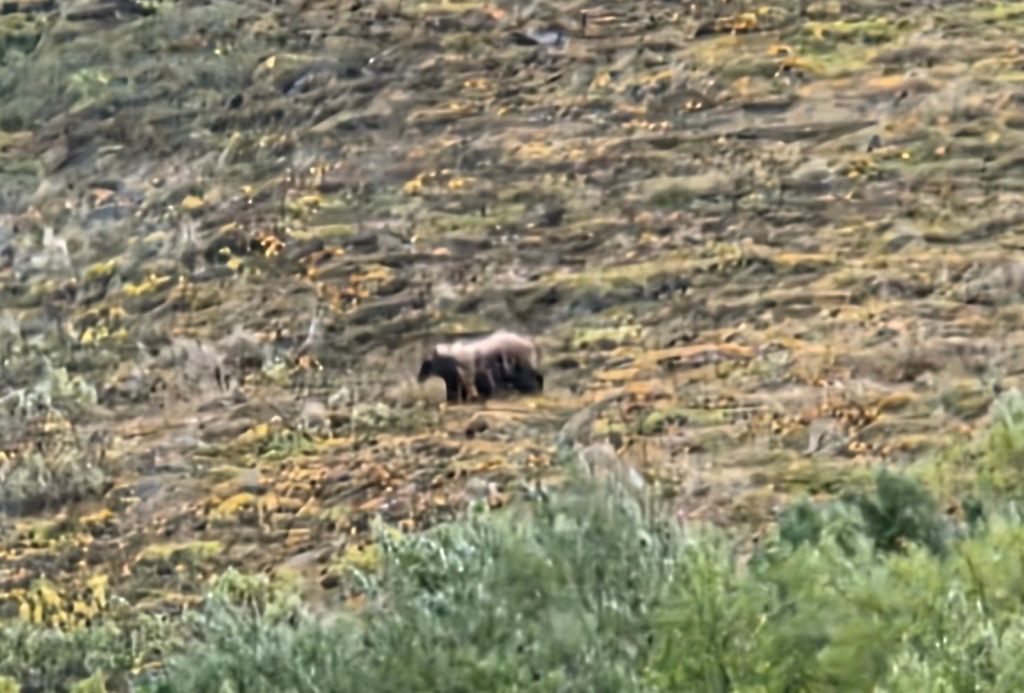 Grizzly Bear