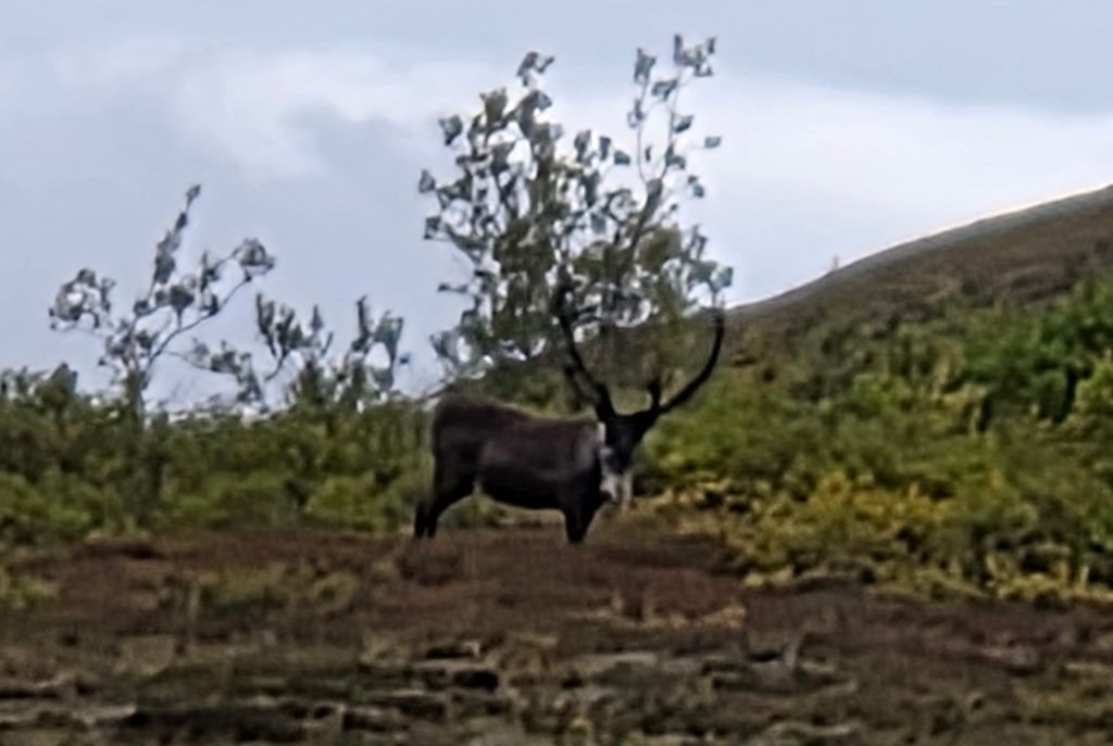 Caribou