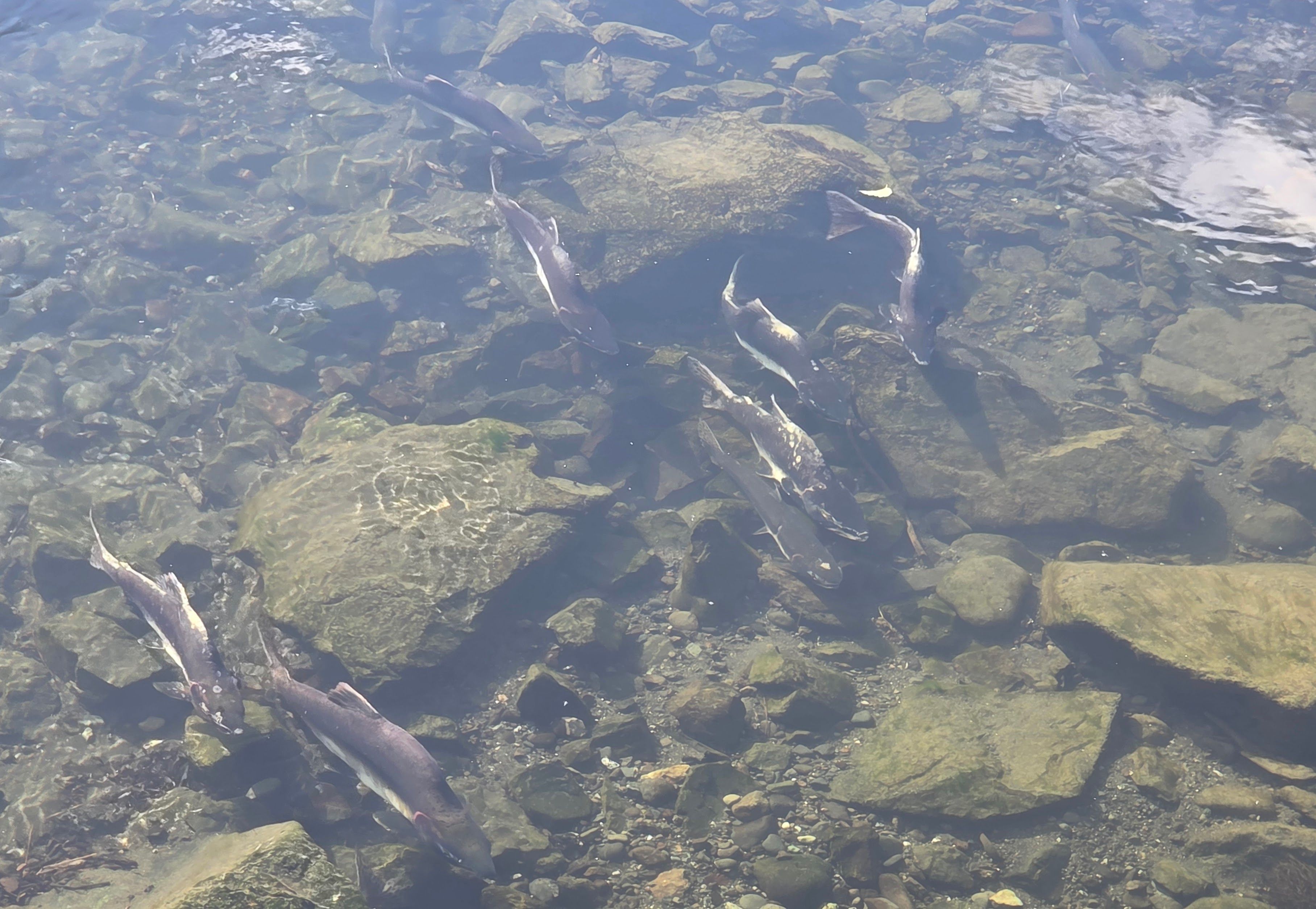 Salmon