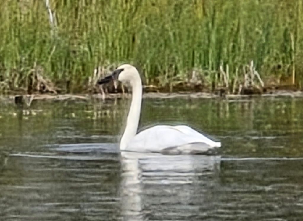 Trumpeter Swan