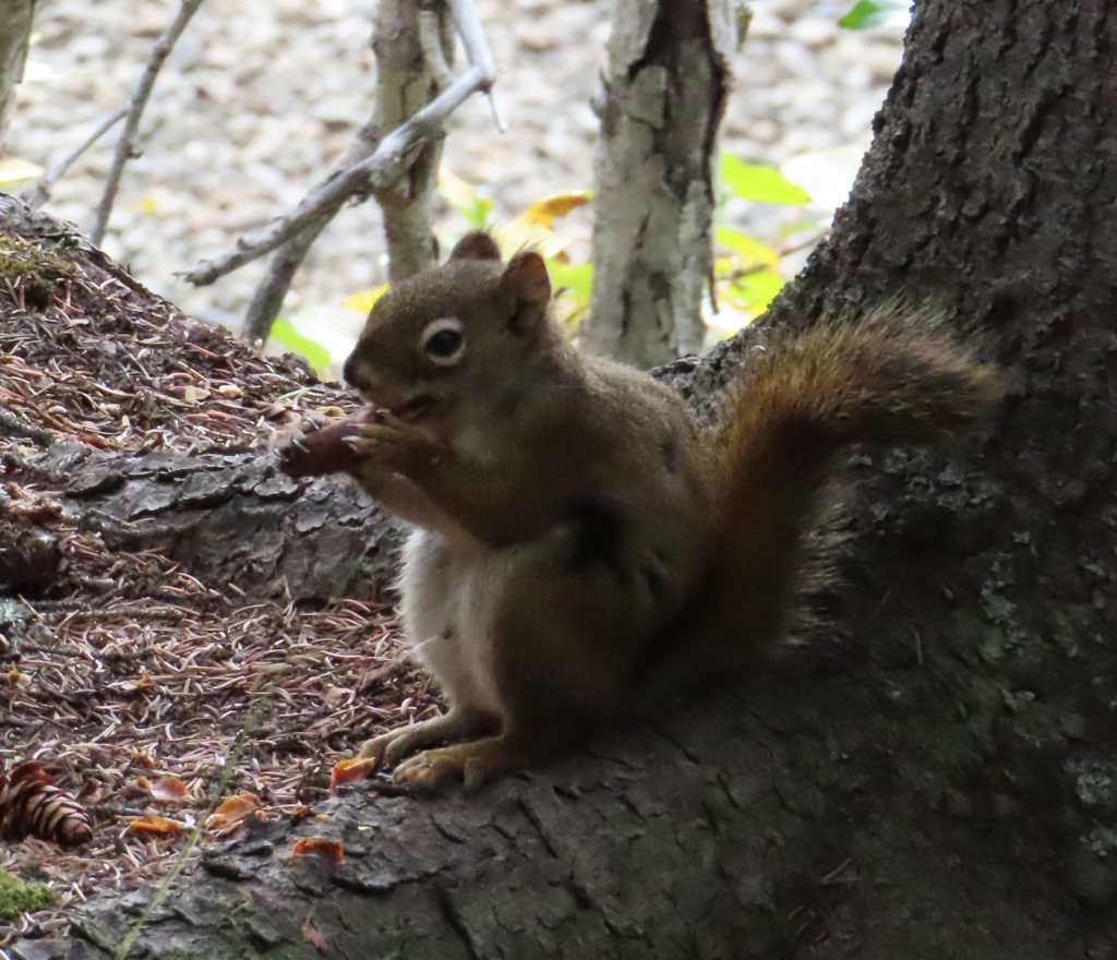 Ground Squirrel