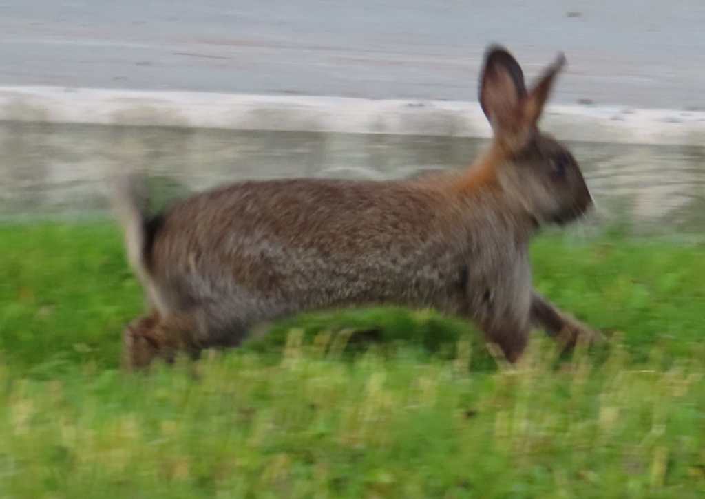 Hare outside of the hotel