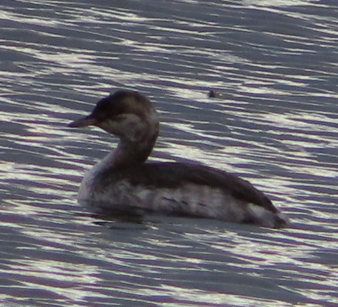 Horned Grebe