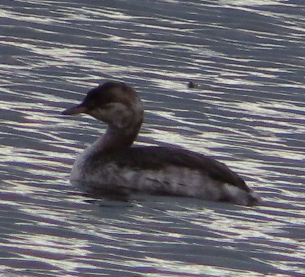 Horned Grebe