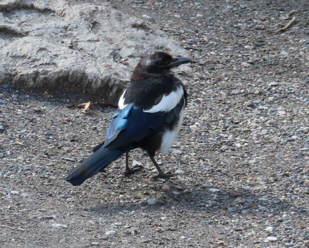 Magpie