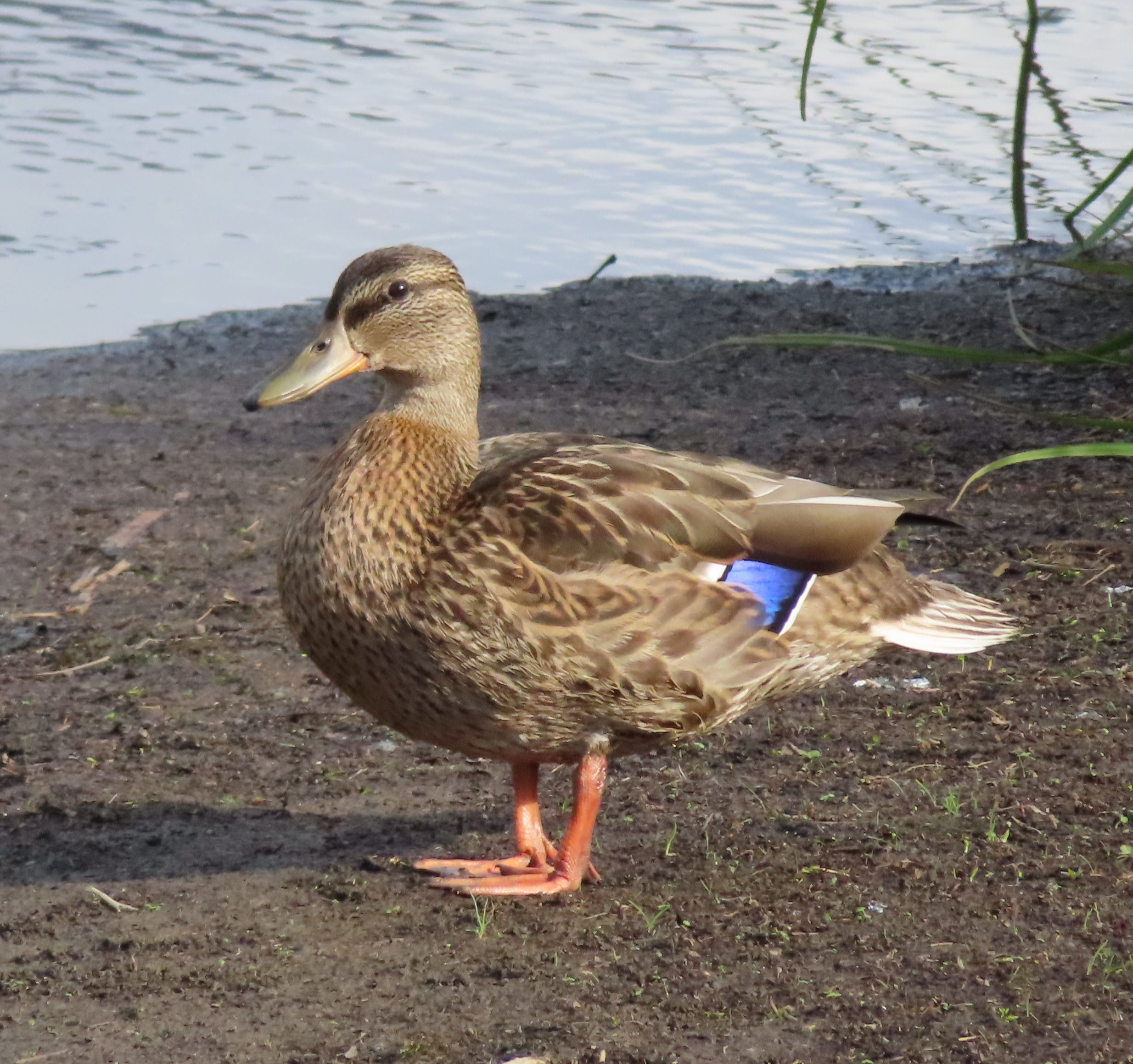 Mallard