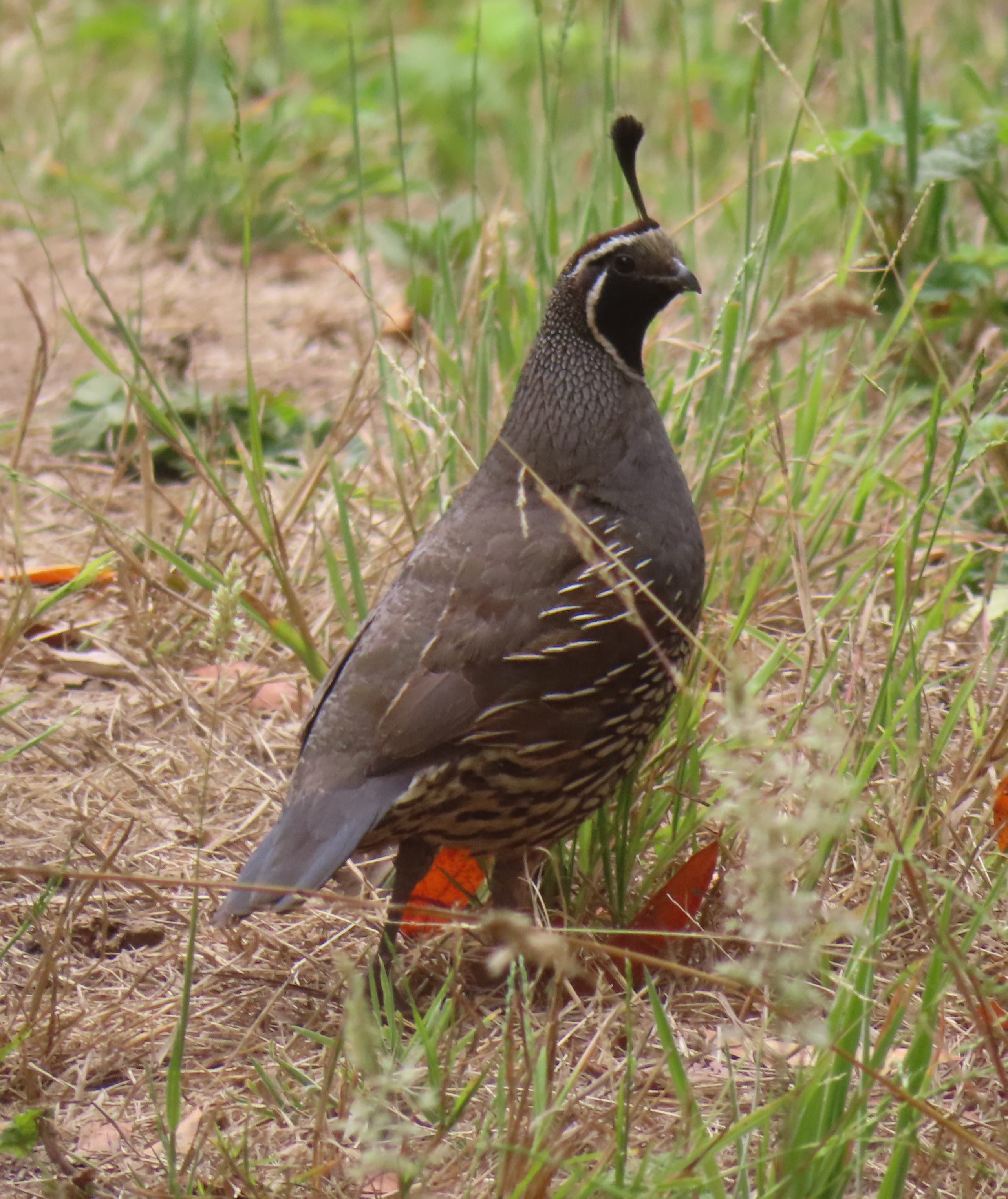 California Quail