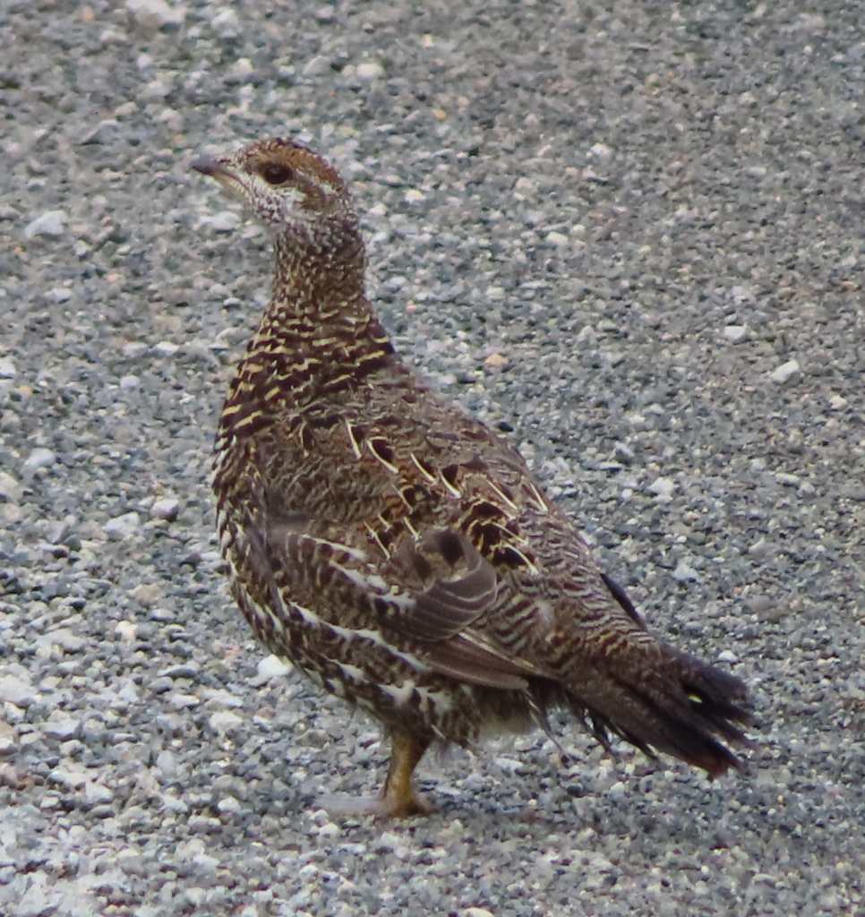 Spruce Grouse
