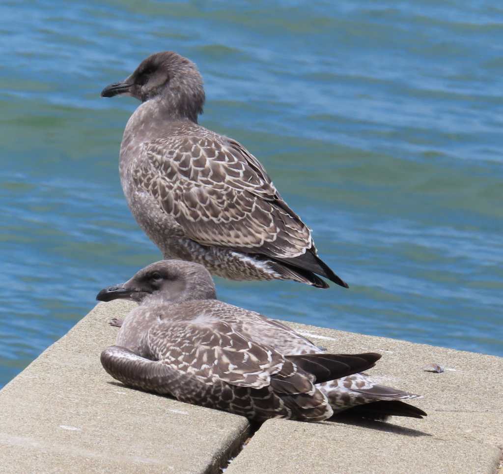 Western Gulls