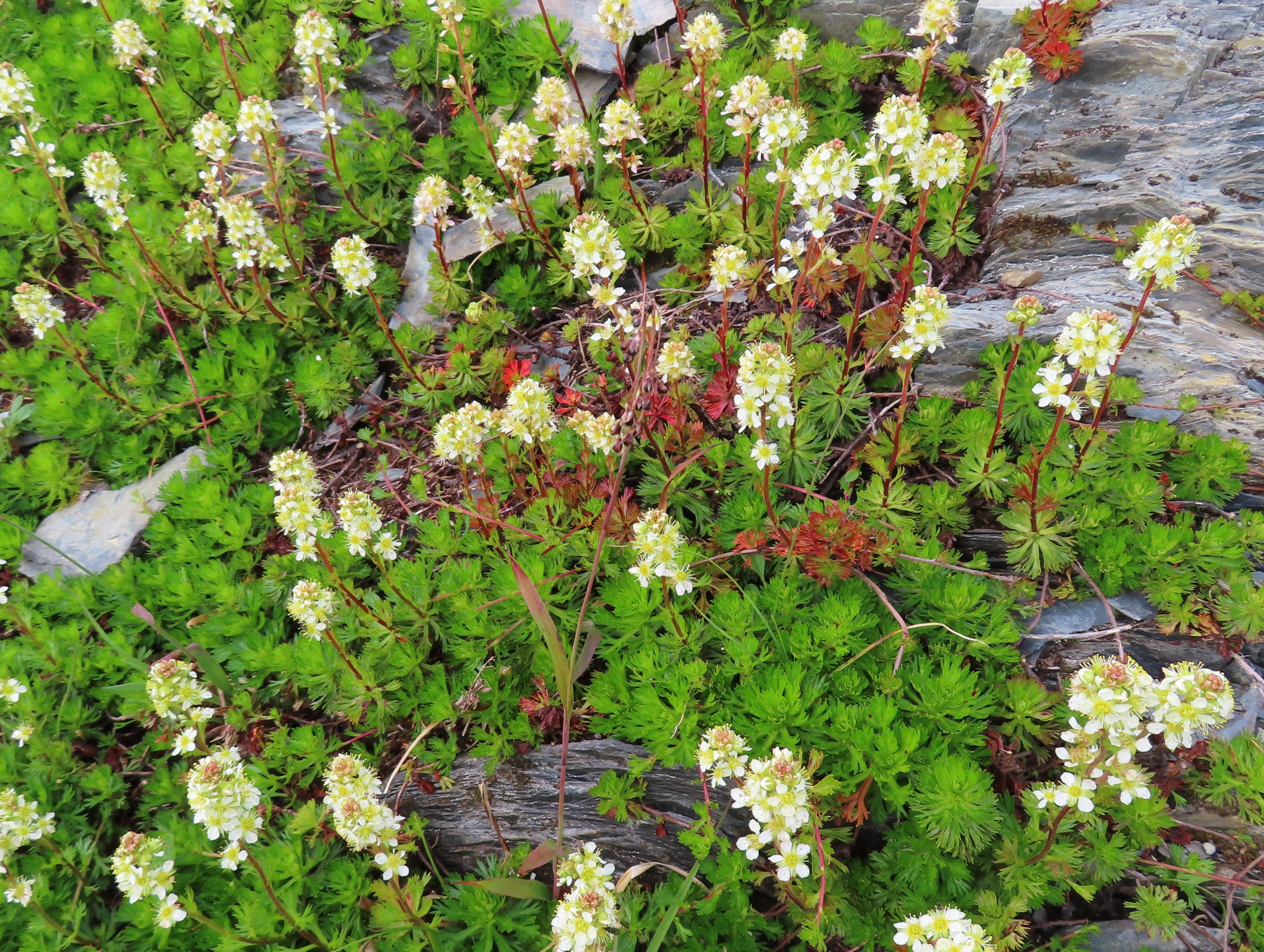 Wildflowers seen from the trail