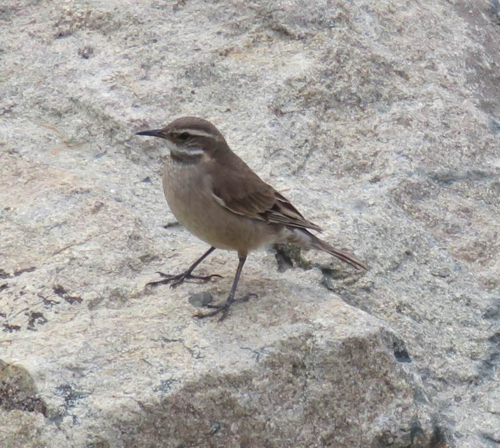 Buff-winged Cinclodes