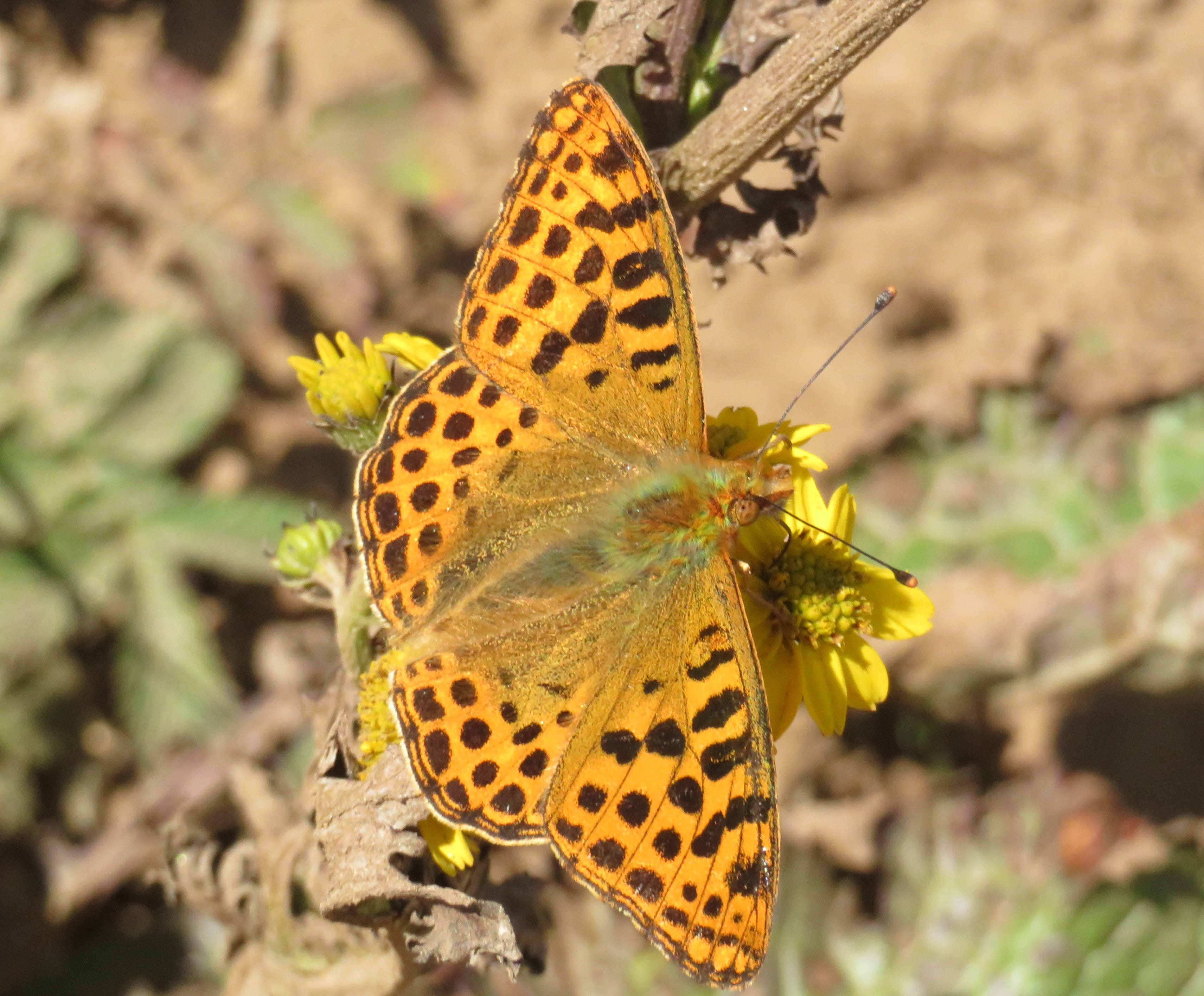 Butterfly