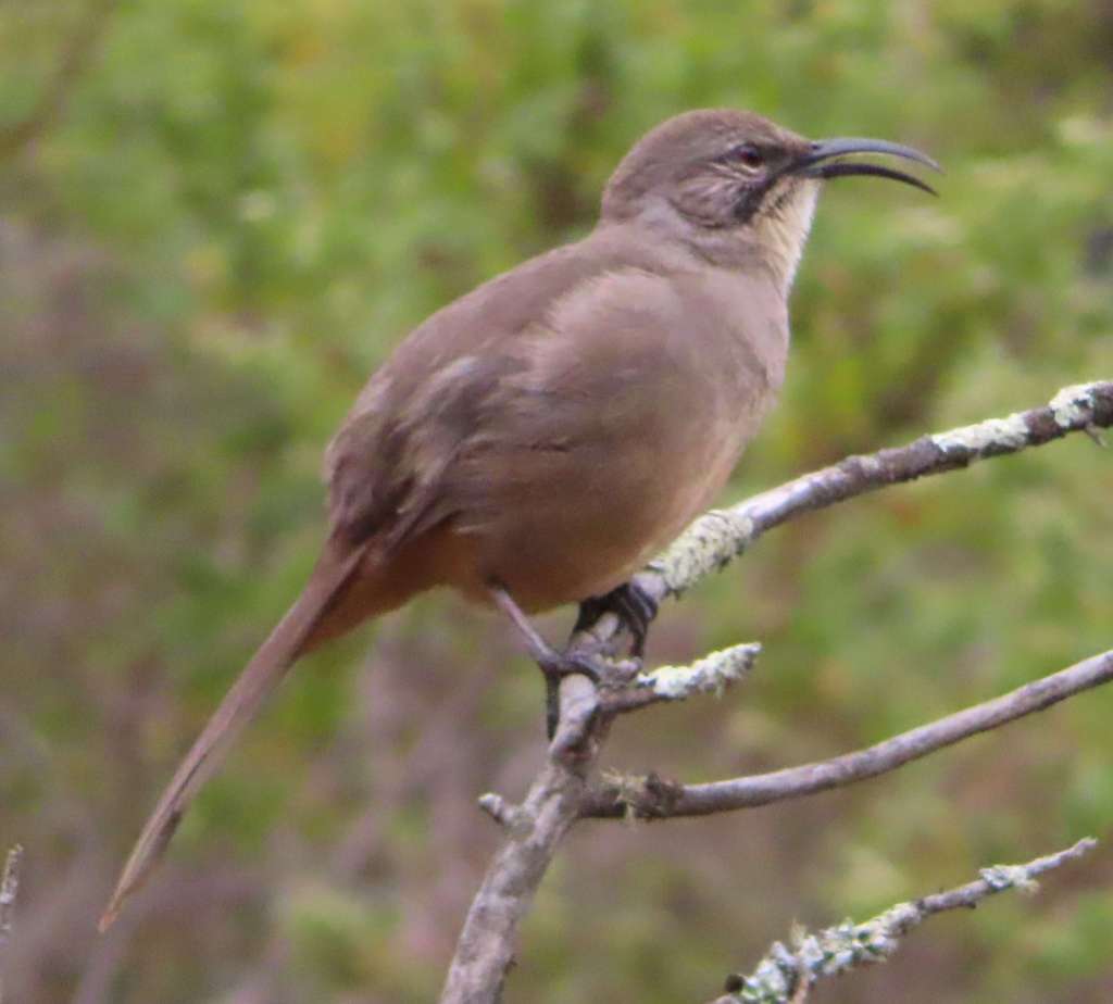 California Thrasher