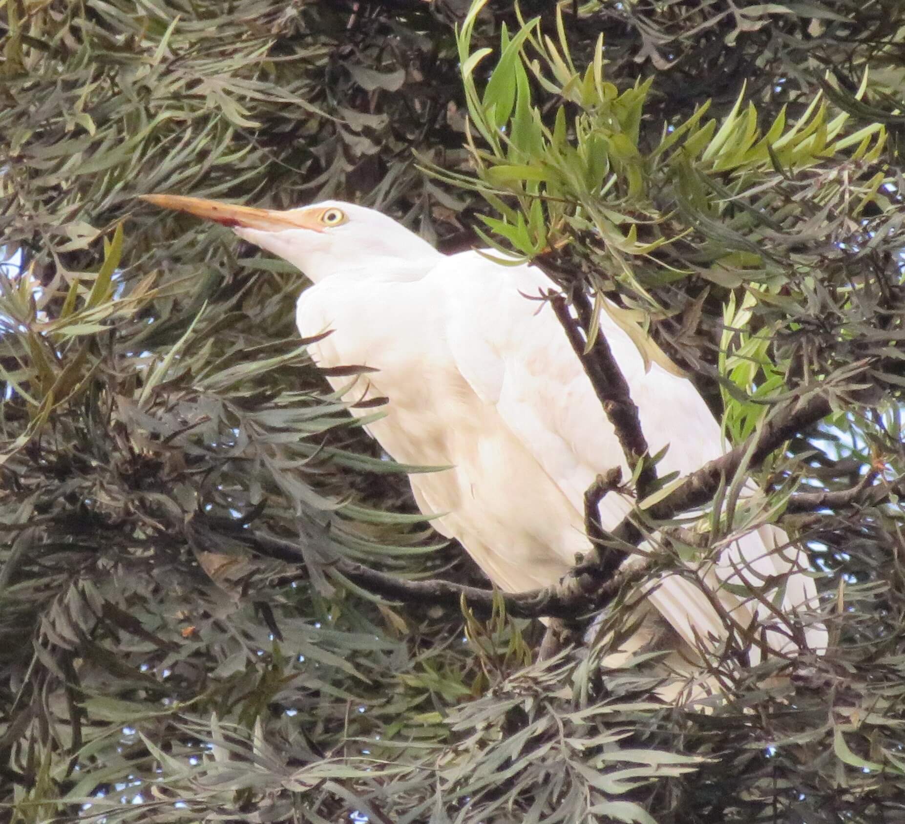Eastern Cattle-Egret
