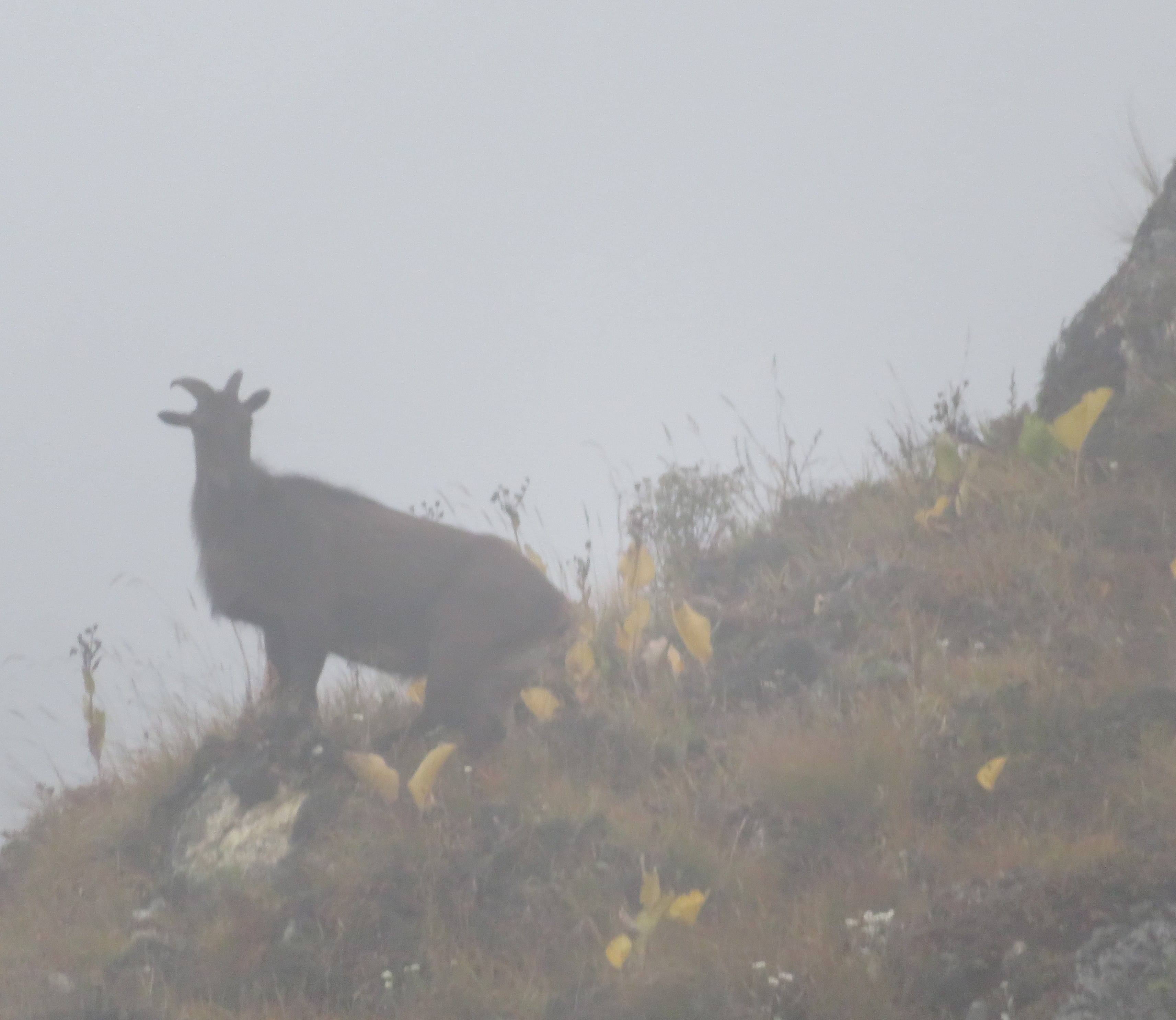Goat on a mountain