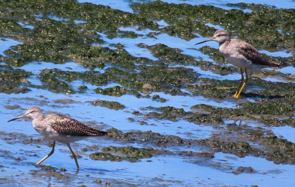 Greater Yellowlegs