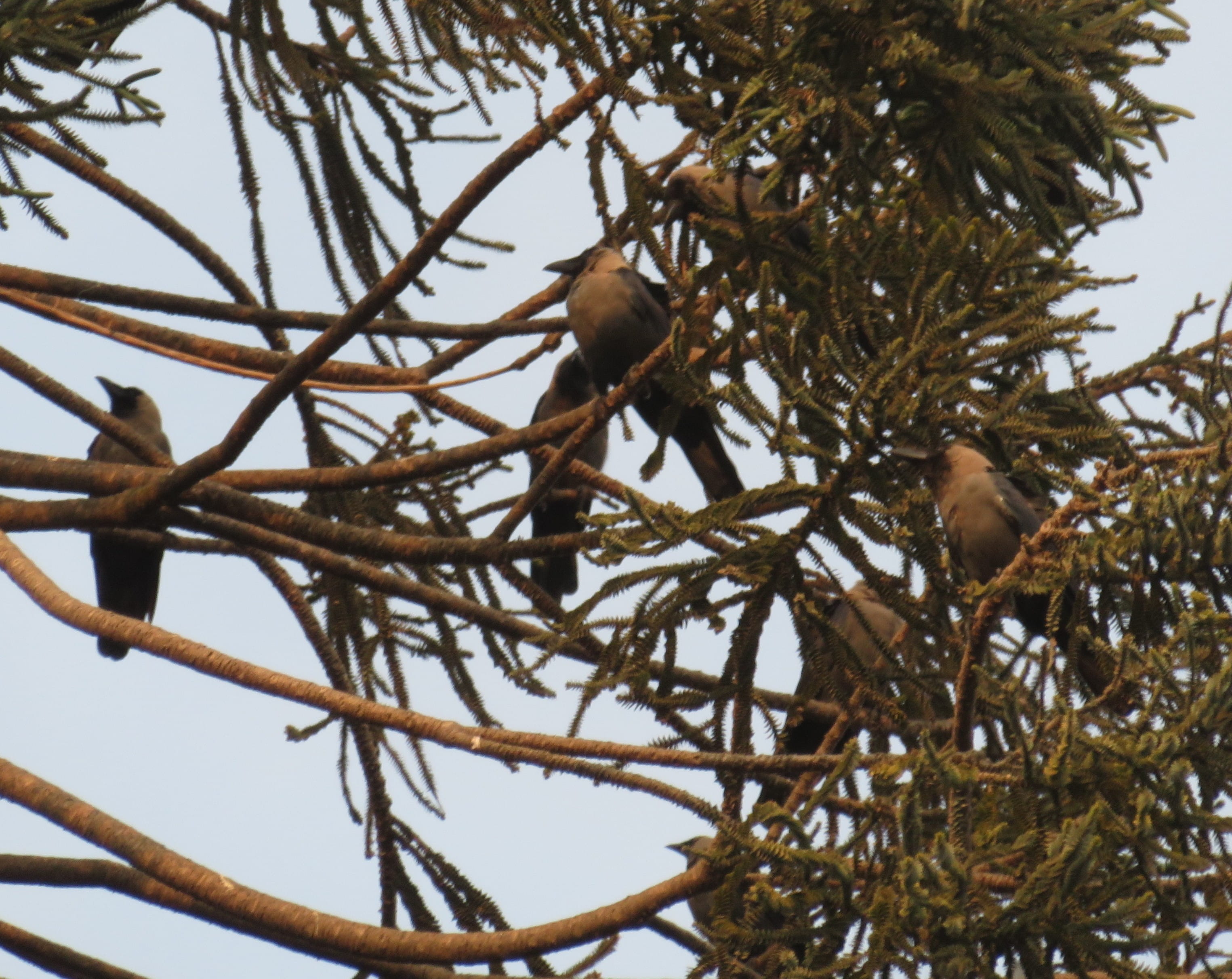 House Crows
