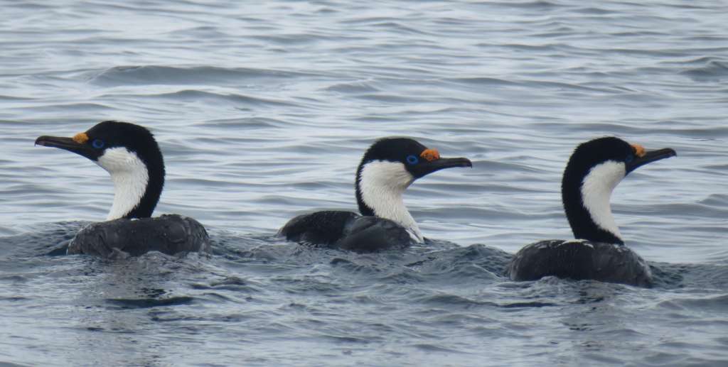 Imperial Cormorants