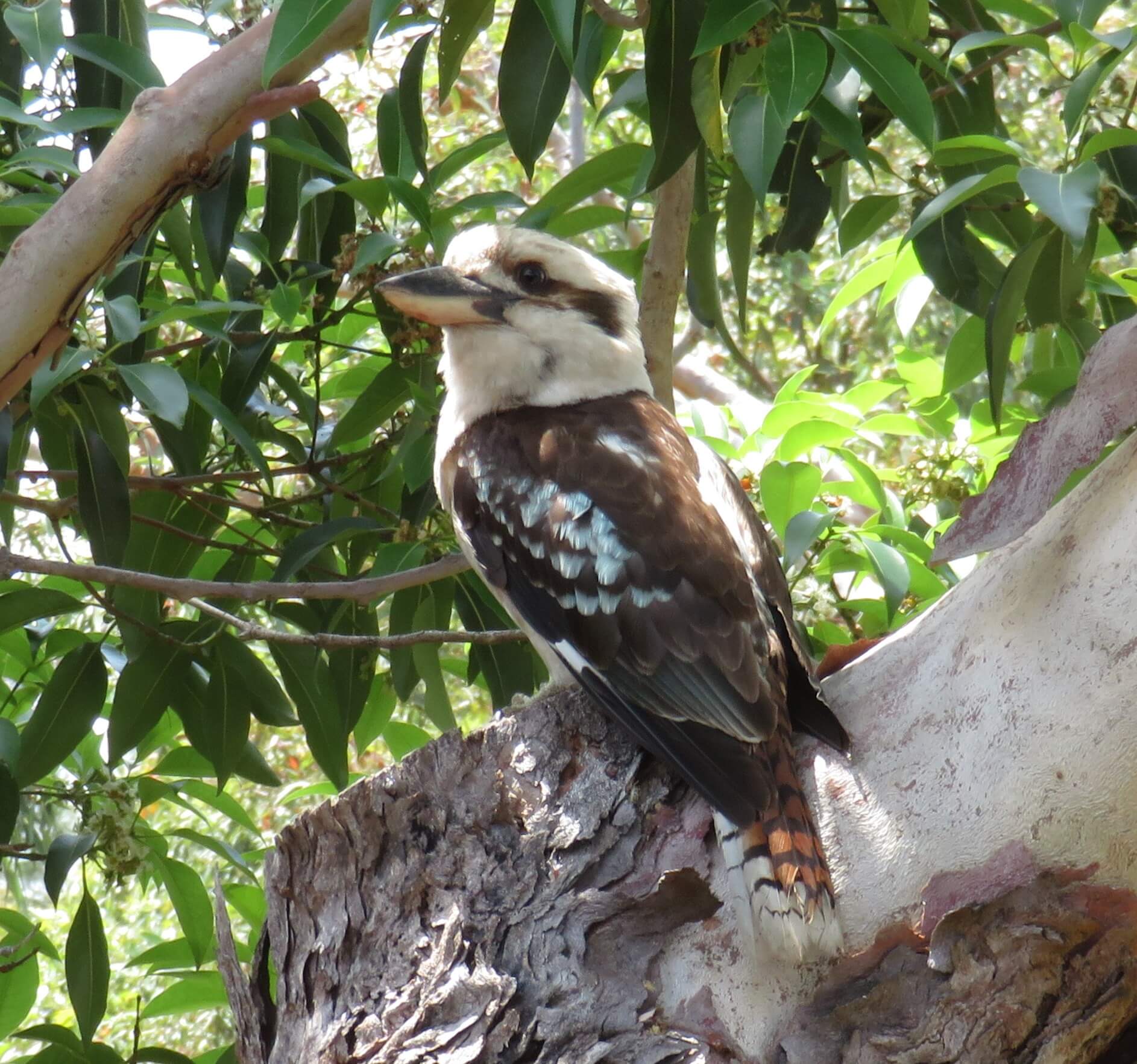Laughing Kookaburra