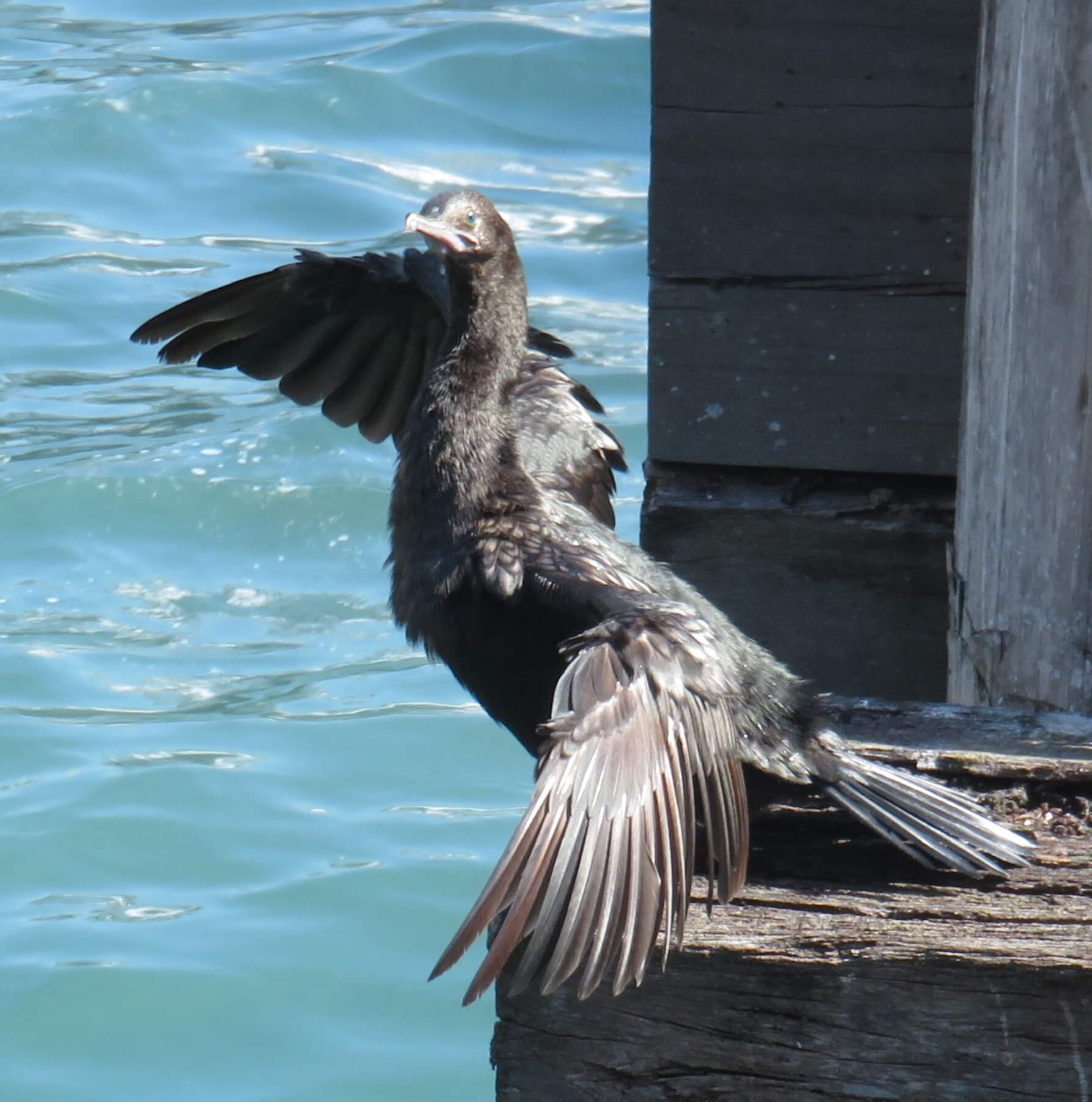 Little Black Cormorant