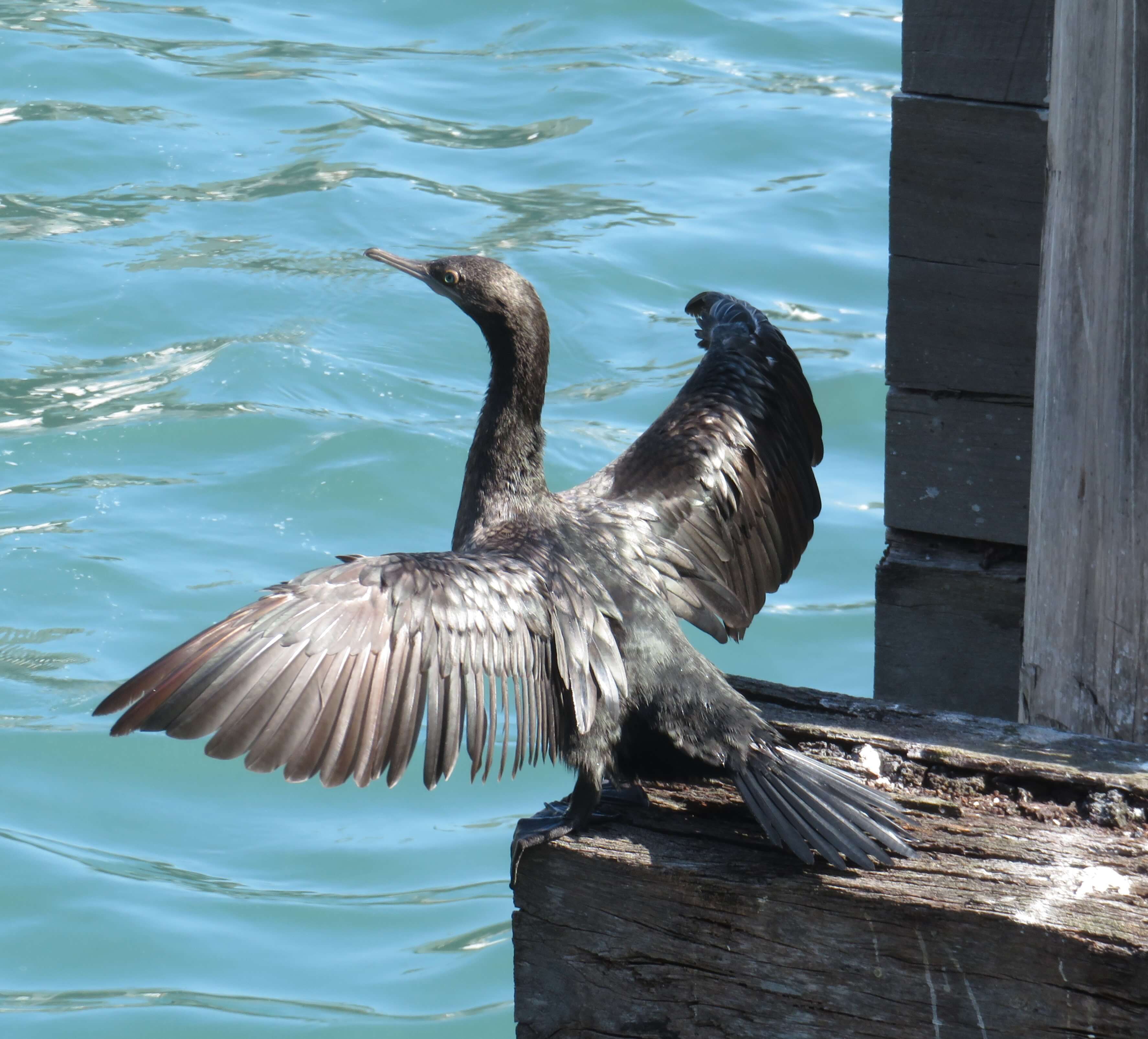 Little Black Cormorant