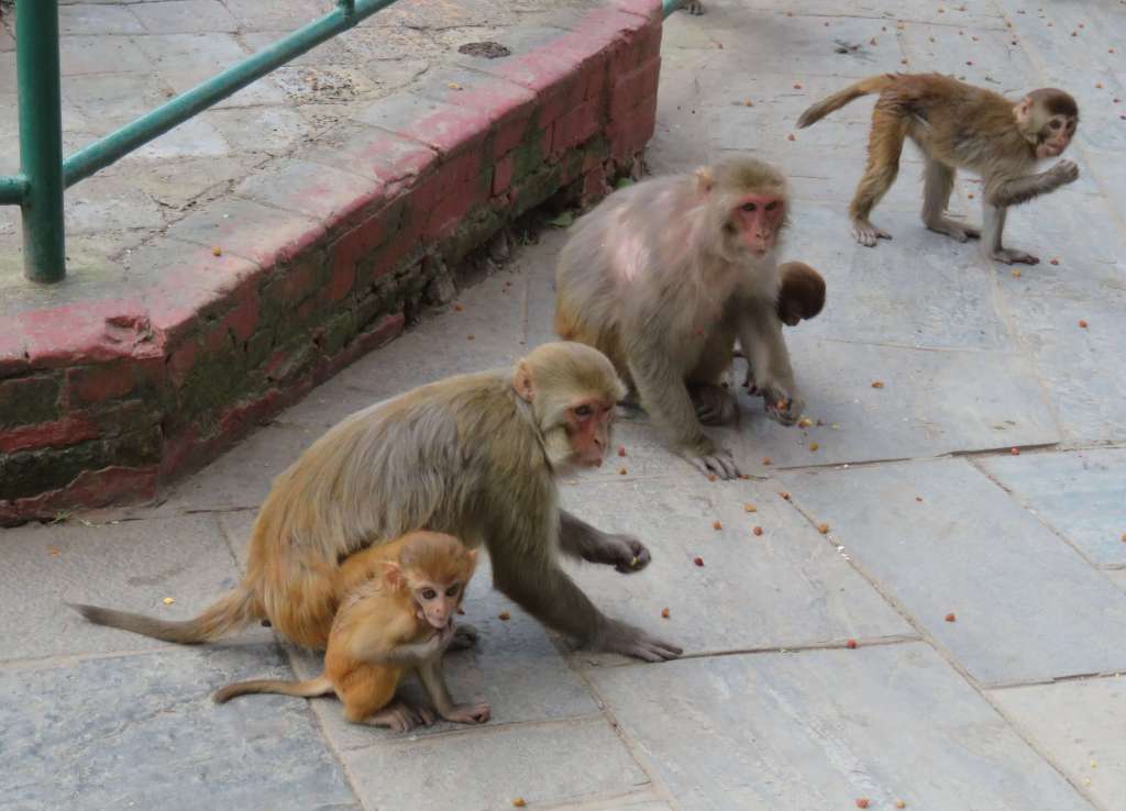 Monkeys at the temple