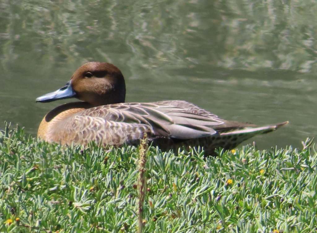 Northern Pintail