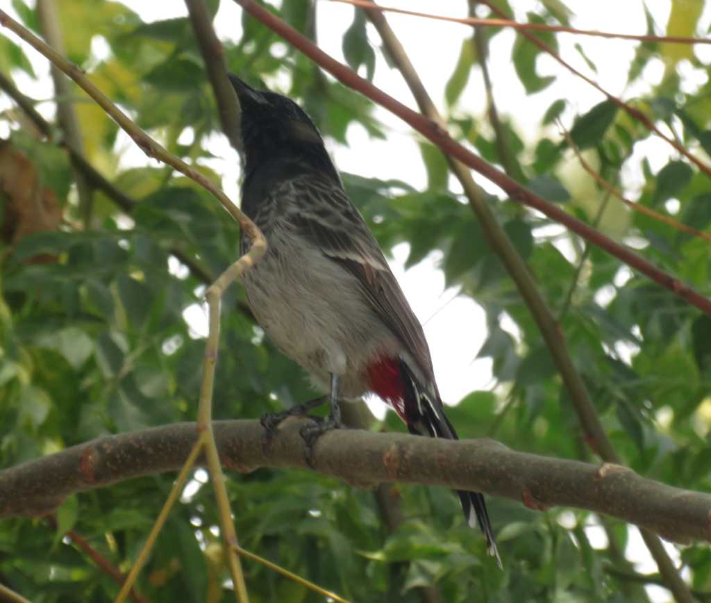 Red-vented Bulbul