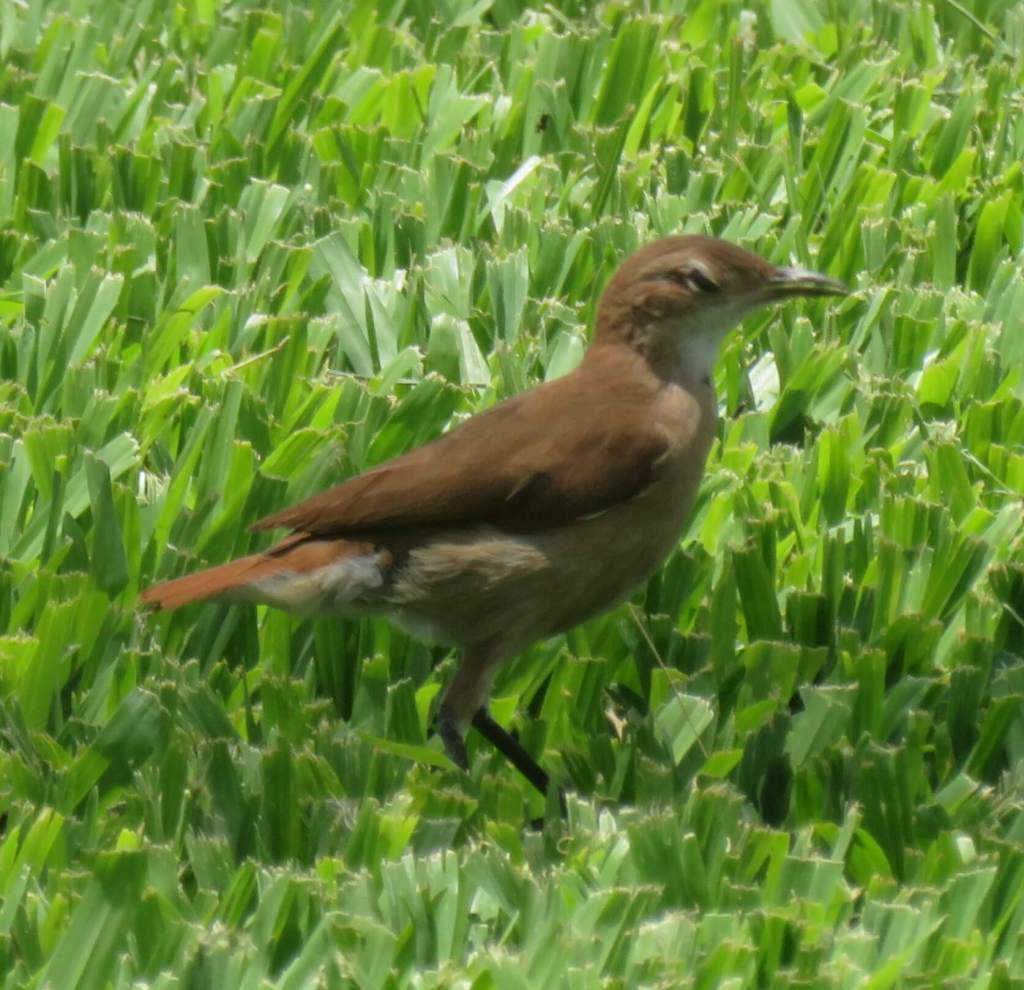 Rufous Hornero