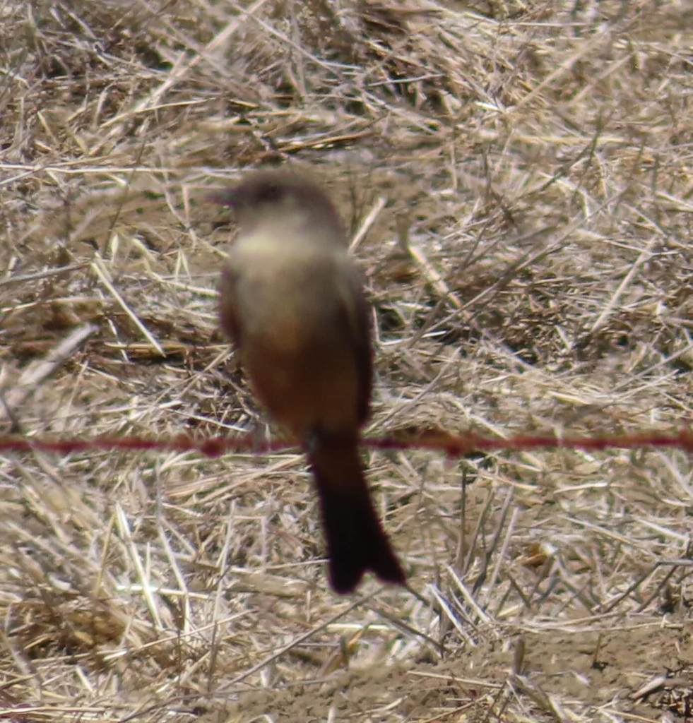 Say's Phoebe